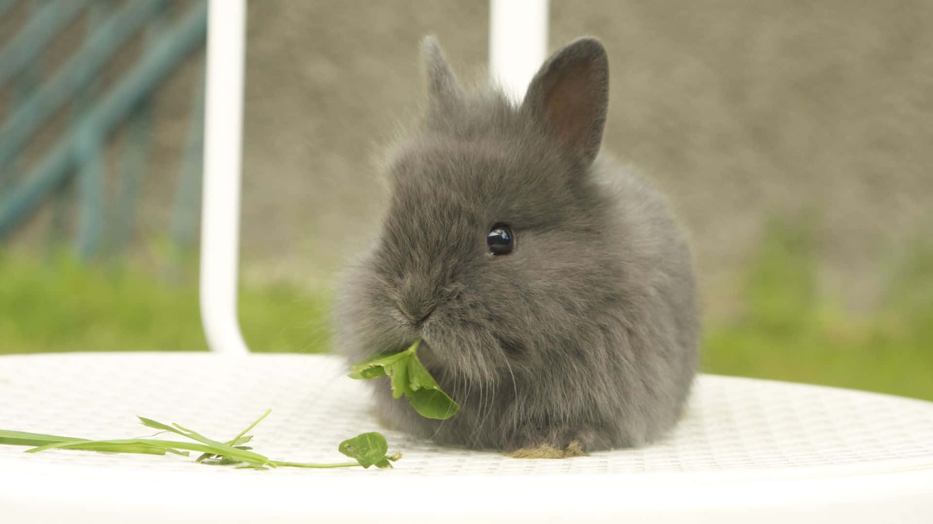 cute bunny rabbits, fluffy gray bunny, fresh green leaves, Full HD Desktop Wallpaper