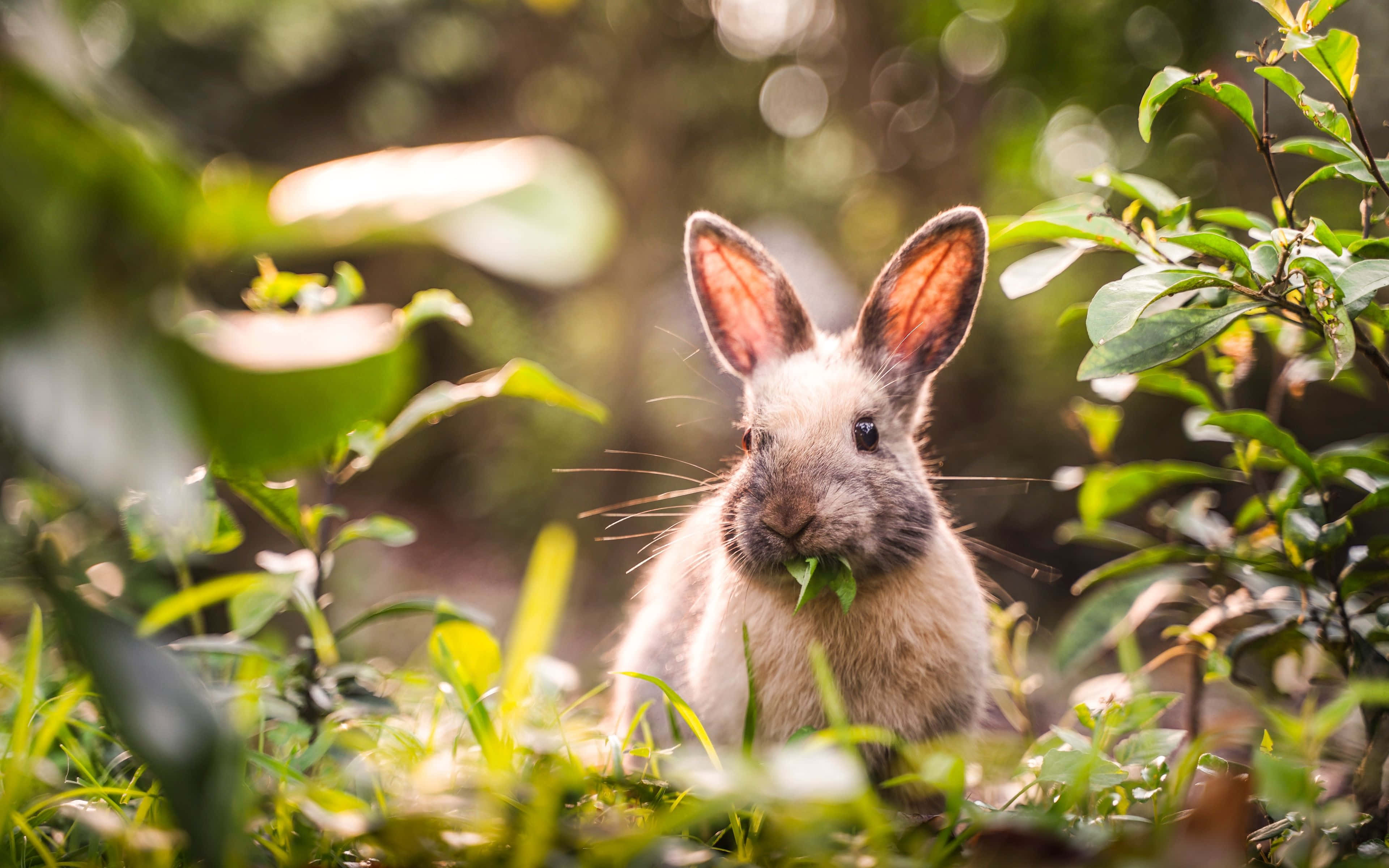 cute bunny rabbits, fluffy rabbit, munches on a leaf, 4K Desktop Wallpaper