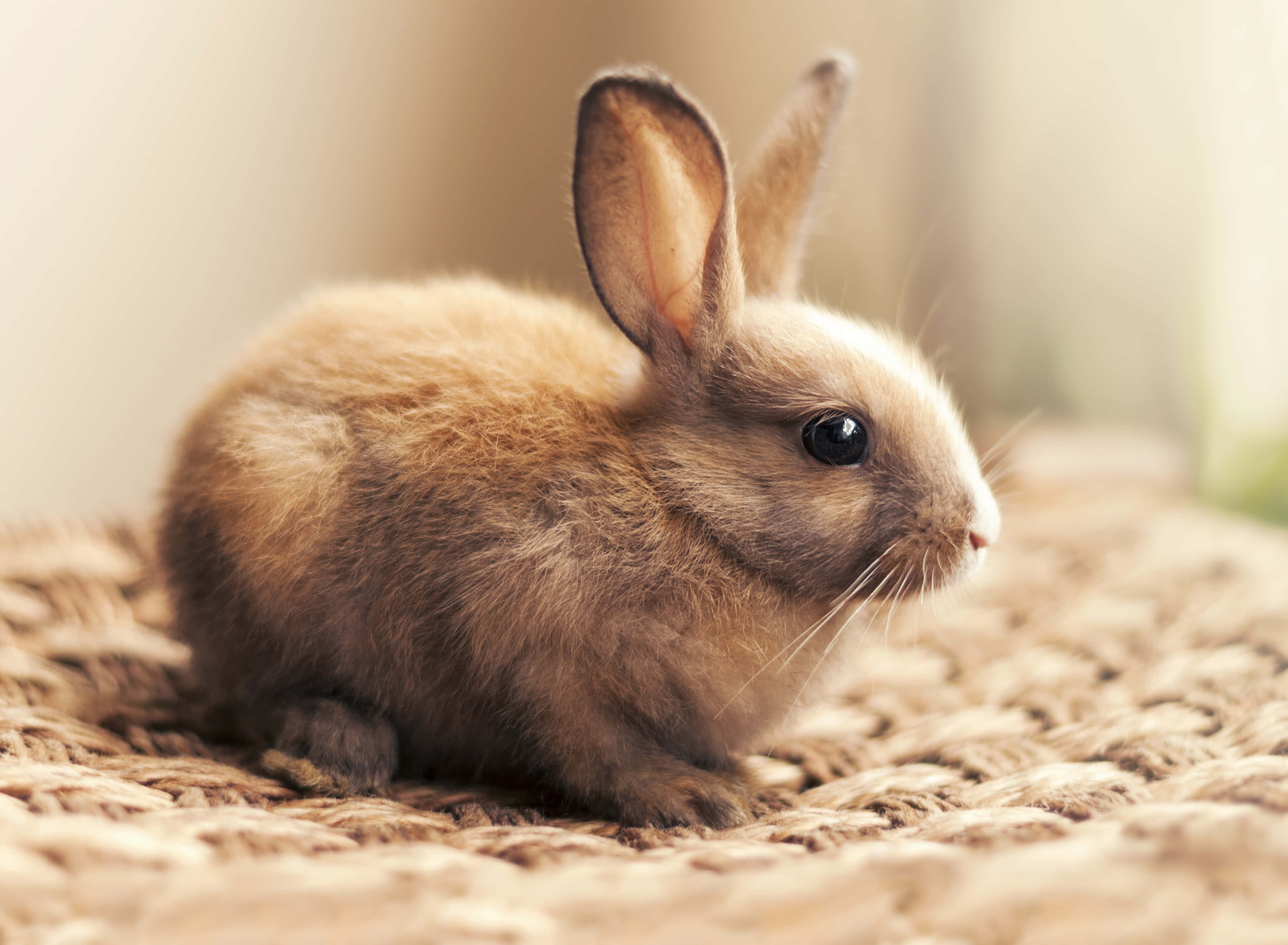 small brown rabbit, woven mat, soft natural lighting, 4K Desktop Wallpaper