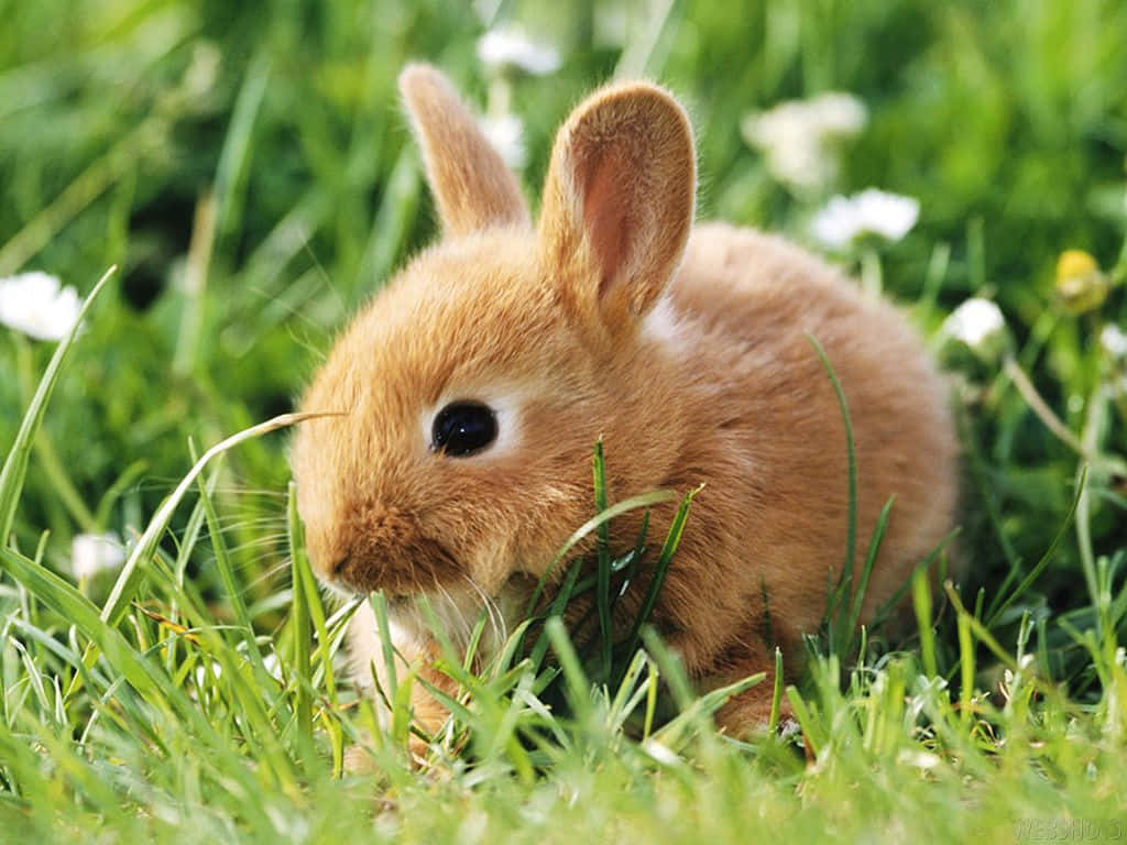 cute bunny rabbits, fluffy brown bunny, vibrant green blades, SD Desktop Wallpaper