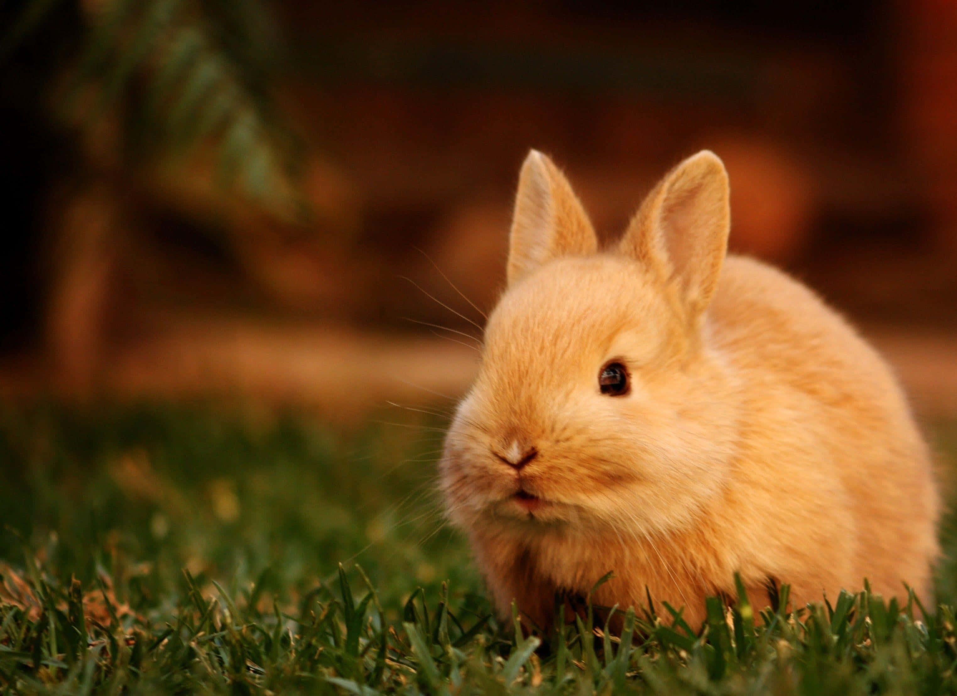 cute bunny rabbits, fluffy light brown rabbit, vibrant green grass, 2K Desktop Wallpaper