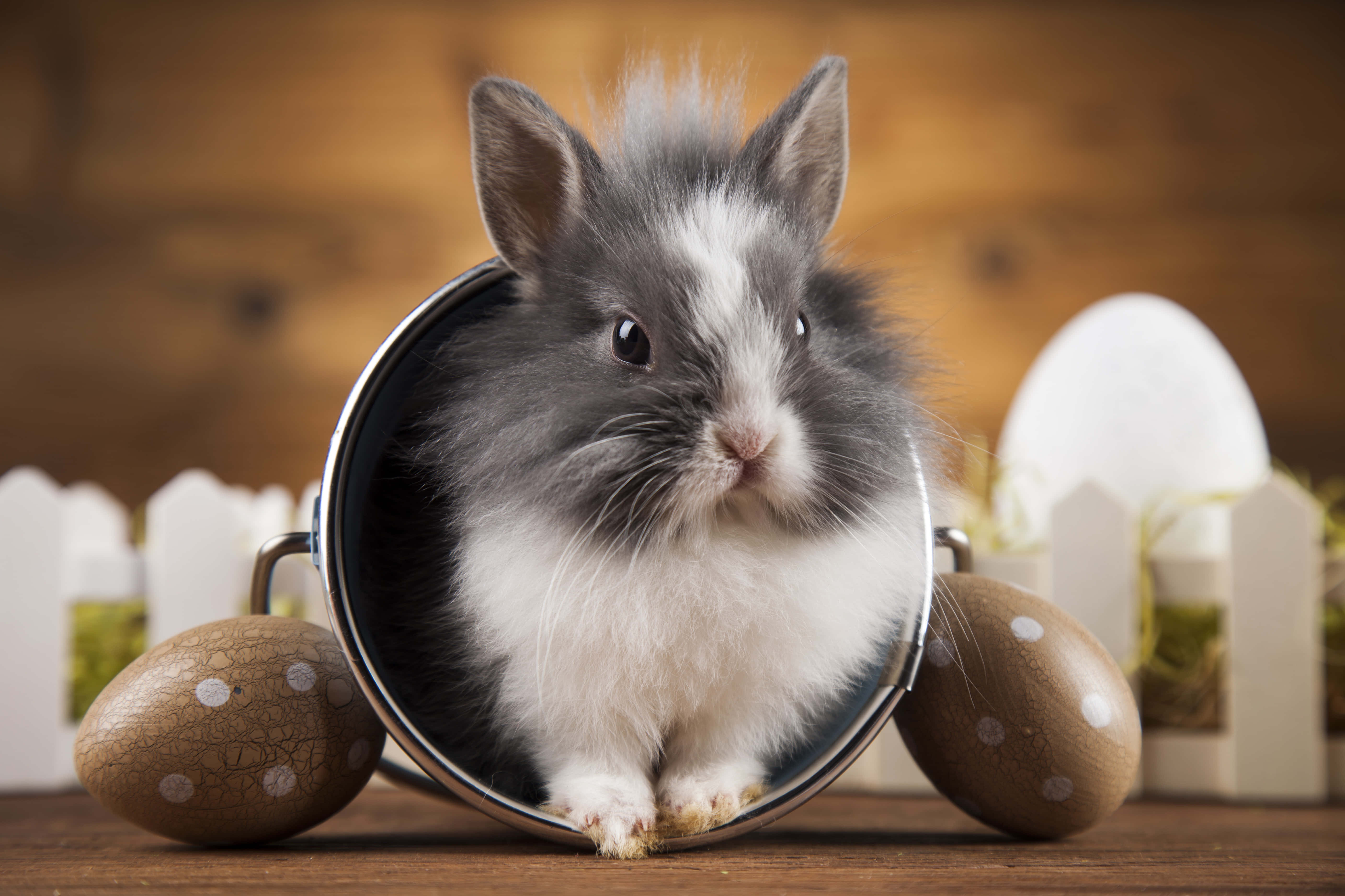 cute bunny rabbits, fluffy gray and white bunny, metal bucket, 5K Desktop Wallpaper
