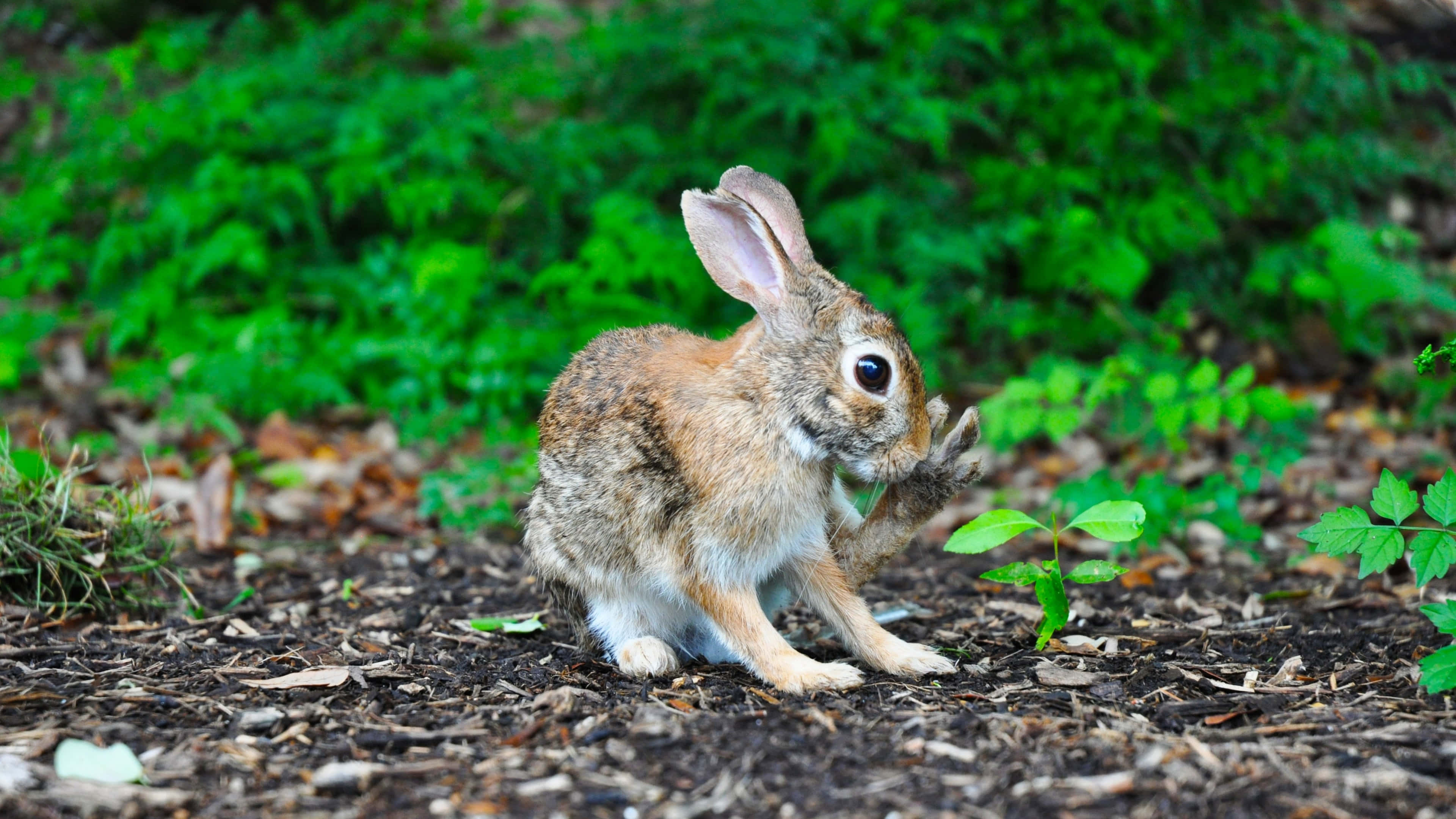 brown rabbit, dark mulch, lush green foliage, 4K Desktop Wallpaper