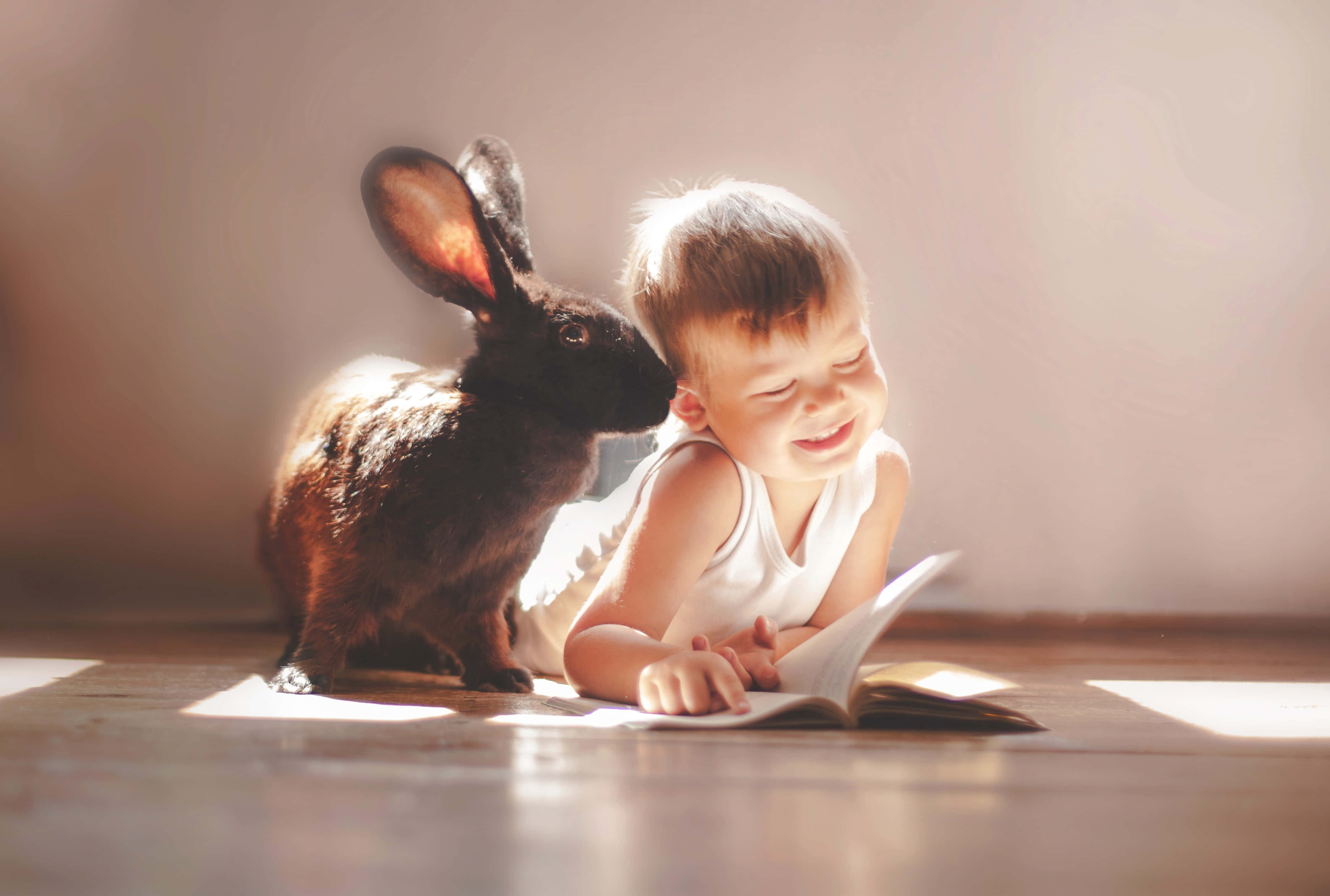 cute bunny rabbits, large black rabbit, warm sunlight, 4K Desktop Wallpaper