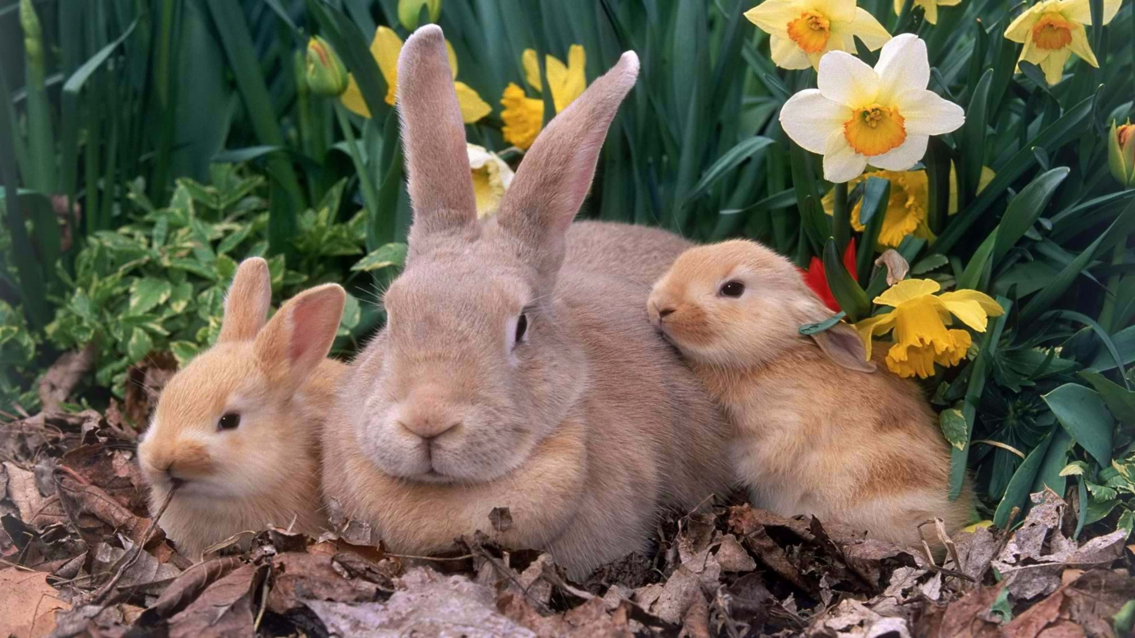 cute bunny rabbits, fluffy rabbits, vibrant daffodils, 4K Desktop Wallpaper