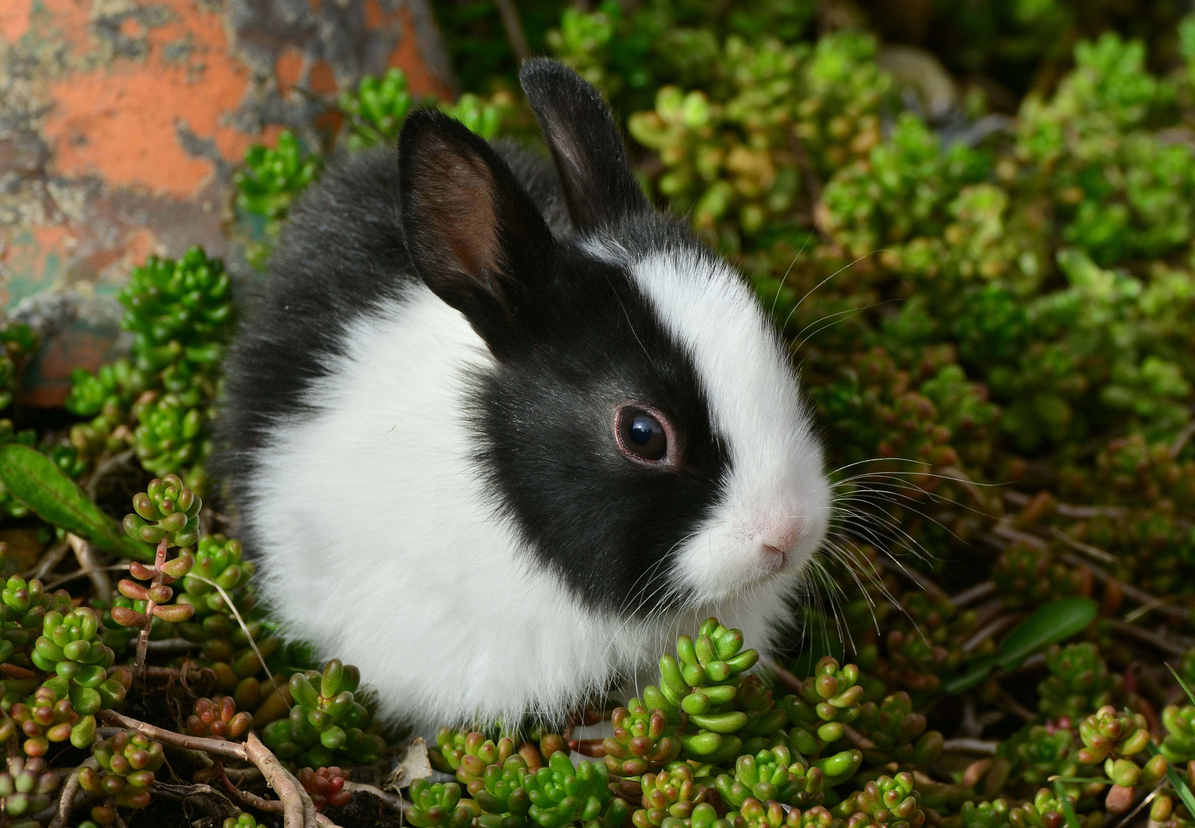 cute bunny rabbits, black and white rabbit, pink eyes, 4K Desktop Wallpaper