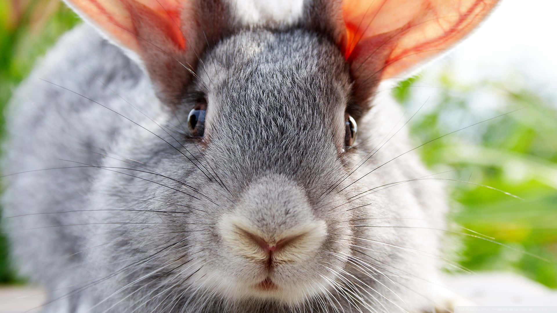 cute bunny rabbits, gray rabbit, pink inner ears, Full HD Desktop Wallpaper
