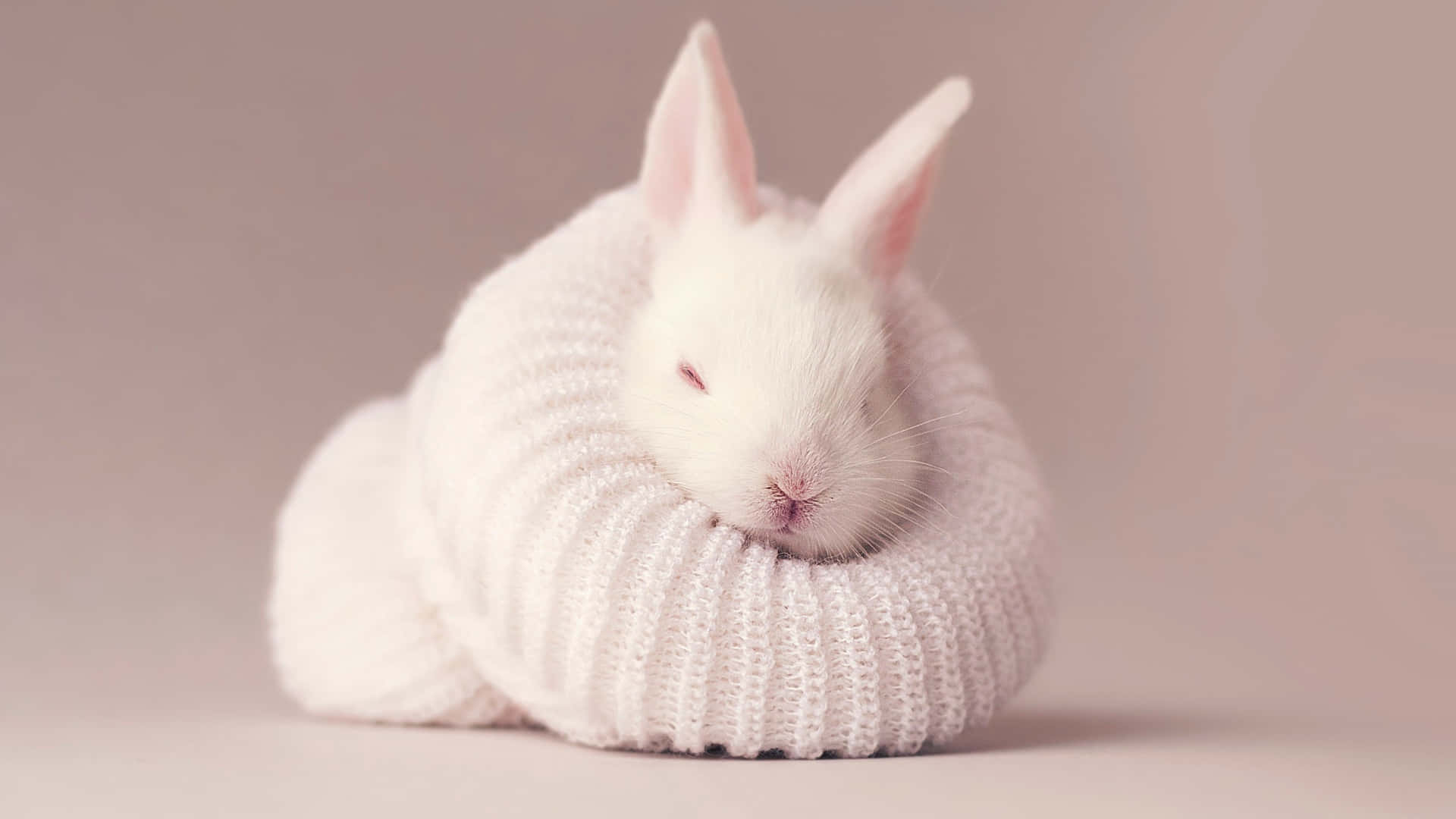 white rabbit, white knitted sweater, muted pink background, Full HD Desktop Wallpaper