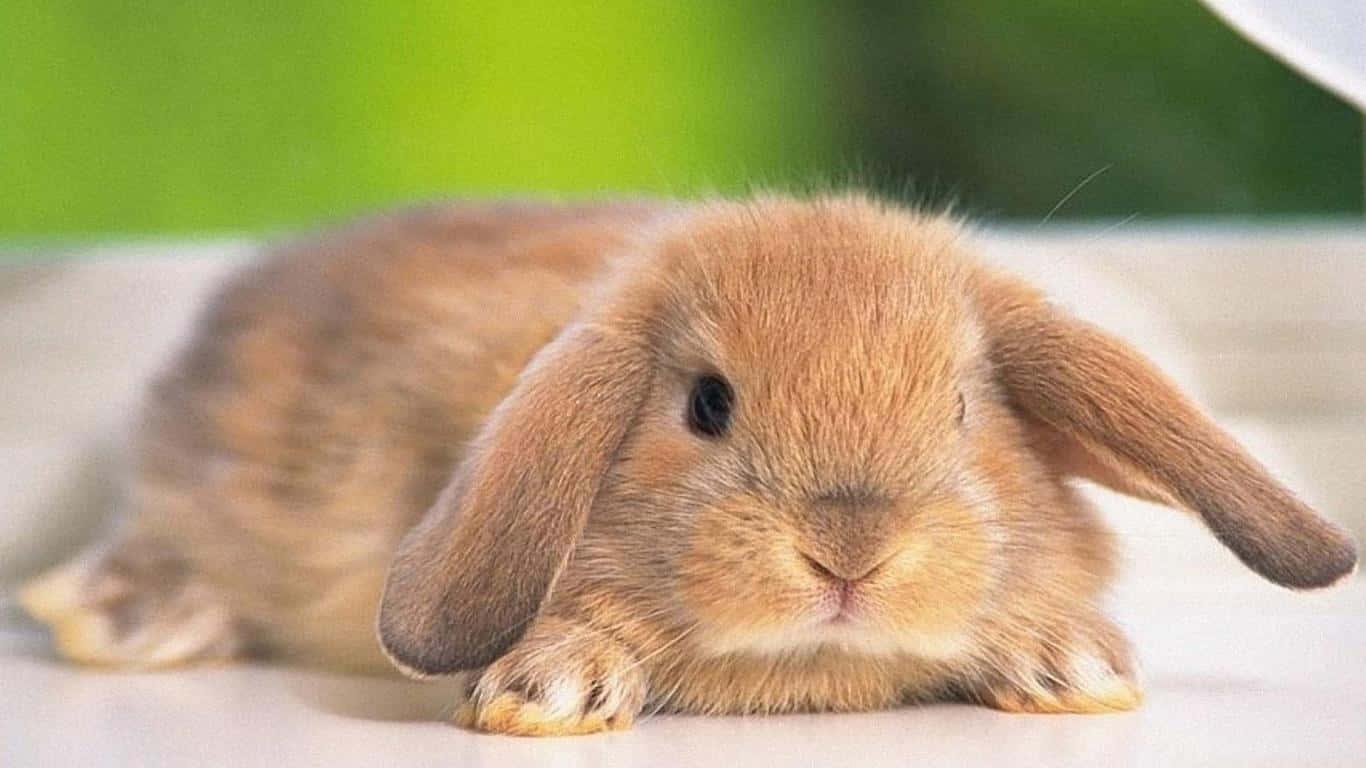 cute bunny rabbits, fluffy brown lop-eared rabbit, white surface, HD Desktop Wallpaper