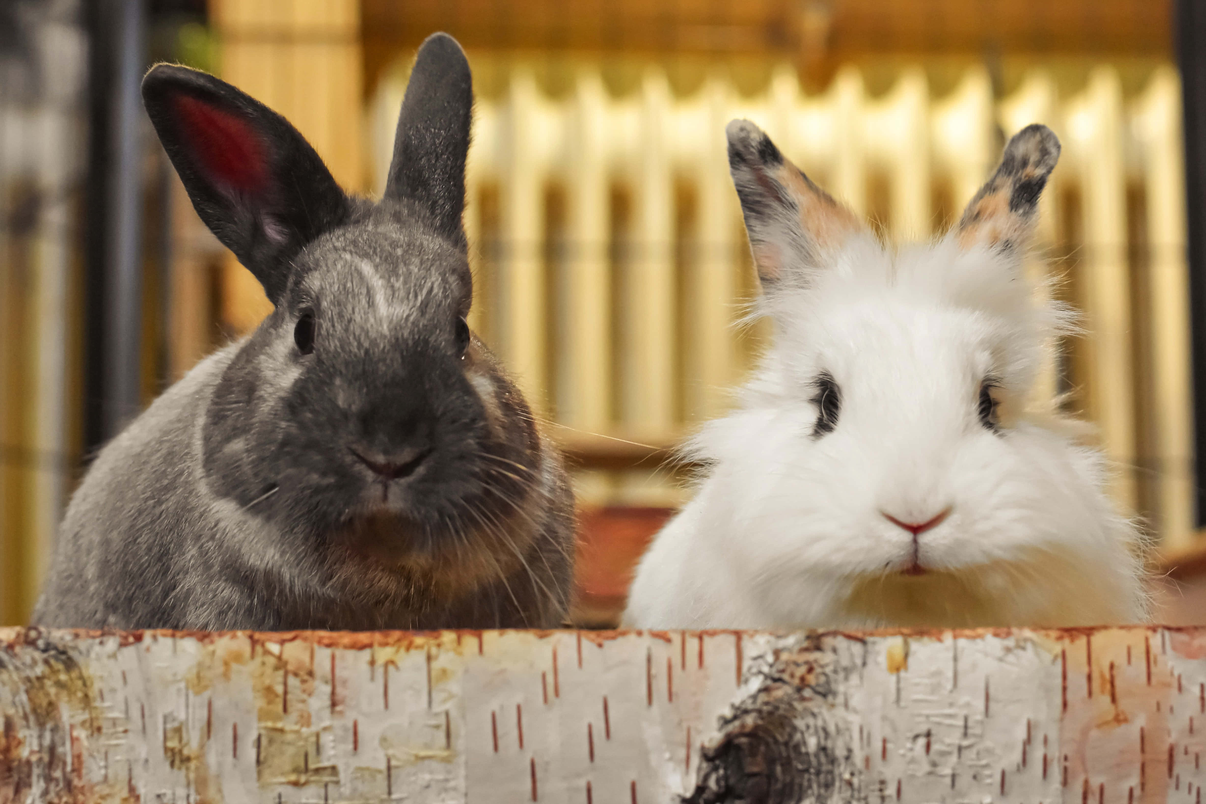 cute bunny rabbits, gray and white, birch log, 4K Desktop Wallpaper
