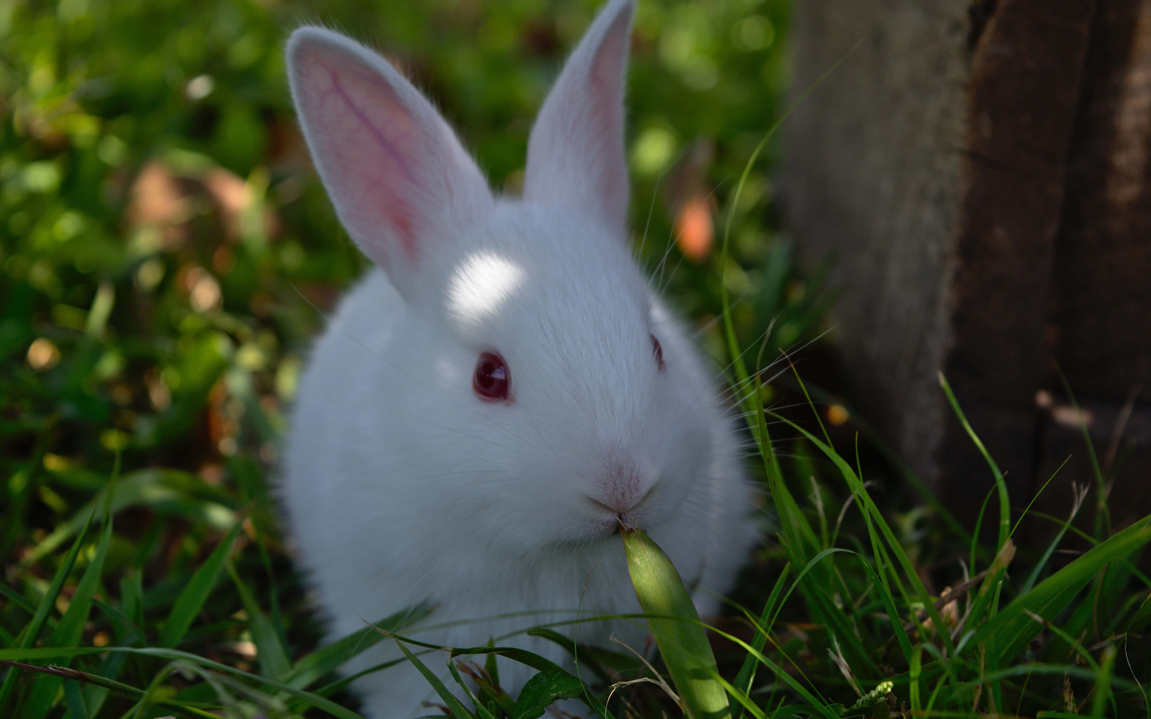 cute bunny rabbits, fluffy white rabbit, red eyes, 4K Desktop Wallpaper