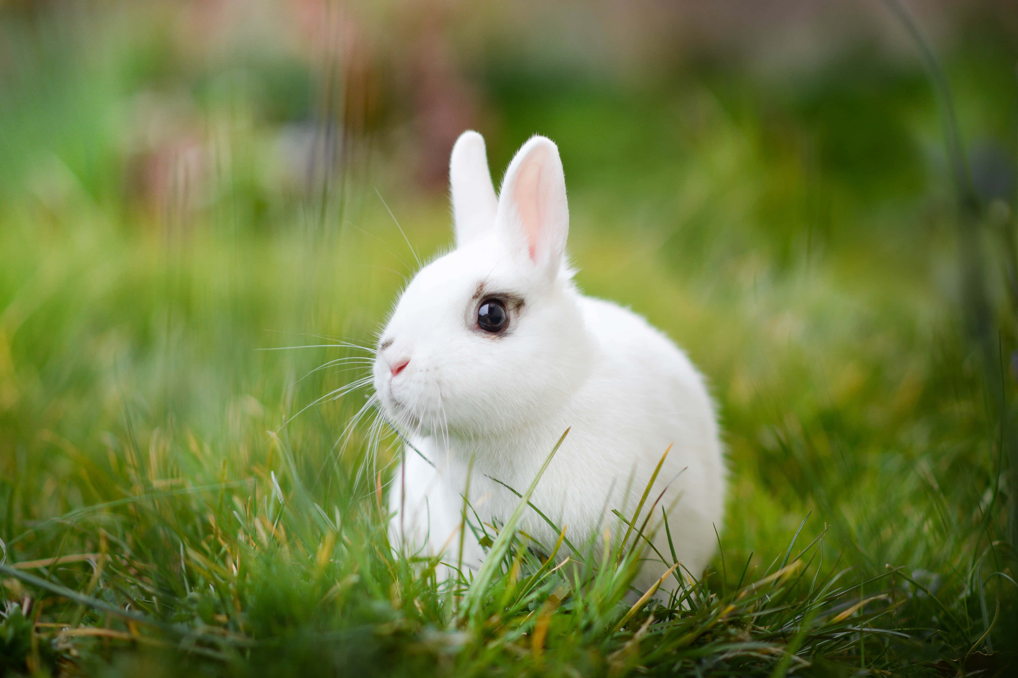cute bunny rabbits, fluffy white rabbit, vibrant green grass, 4K Desktop Wallpaper