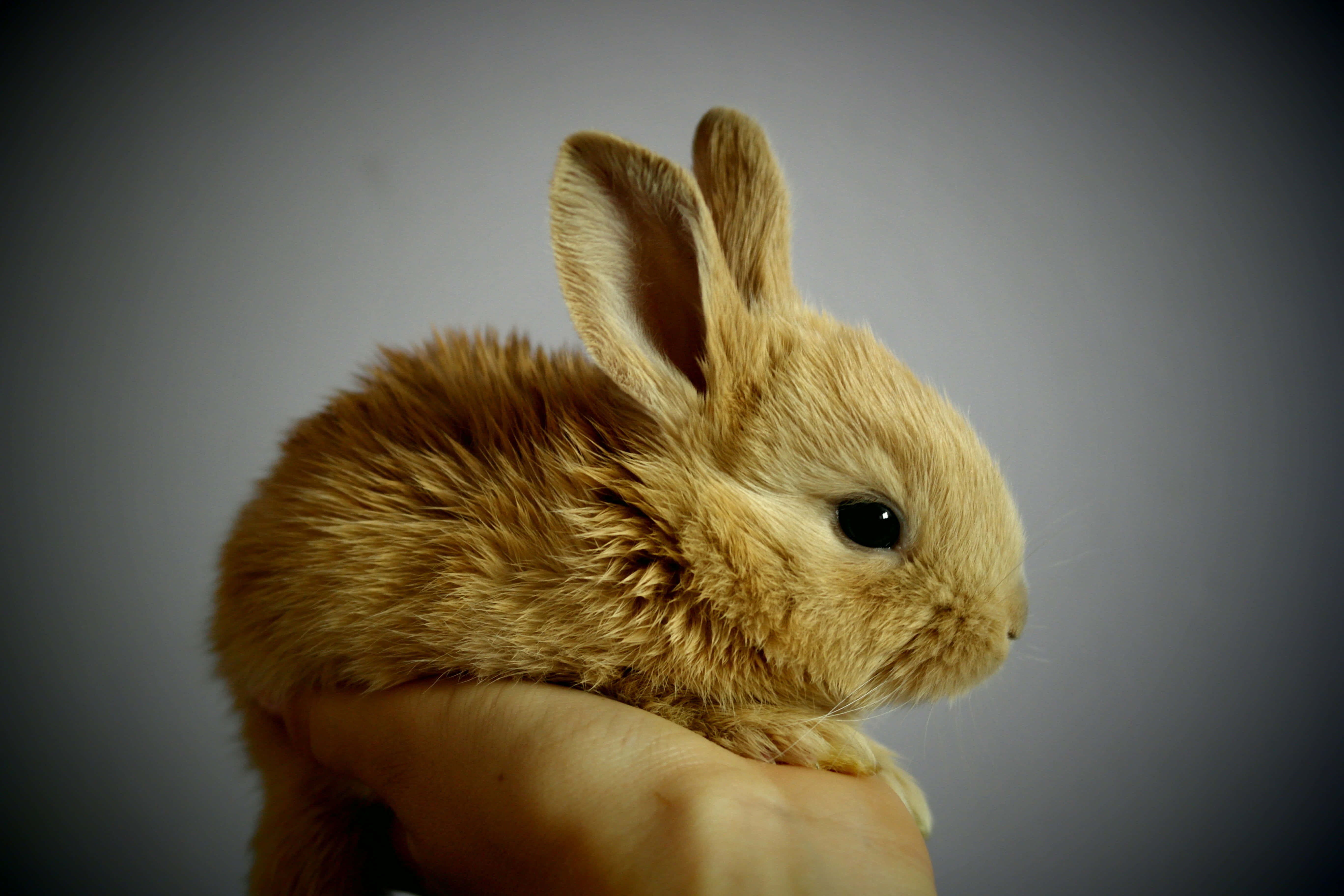 small brown rabbit, fluffy, person's hand, 5K Desktop Wallpaper