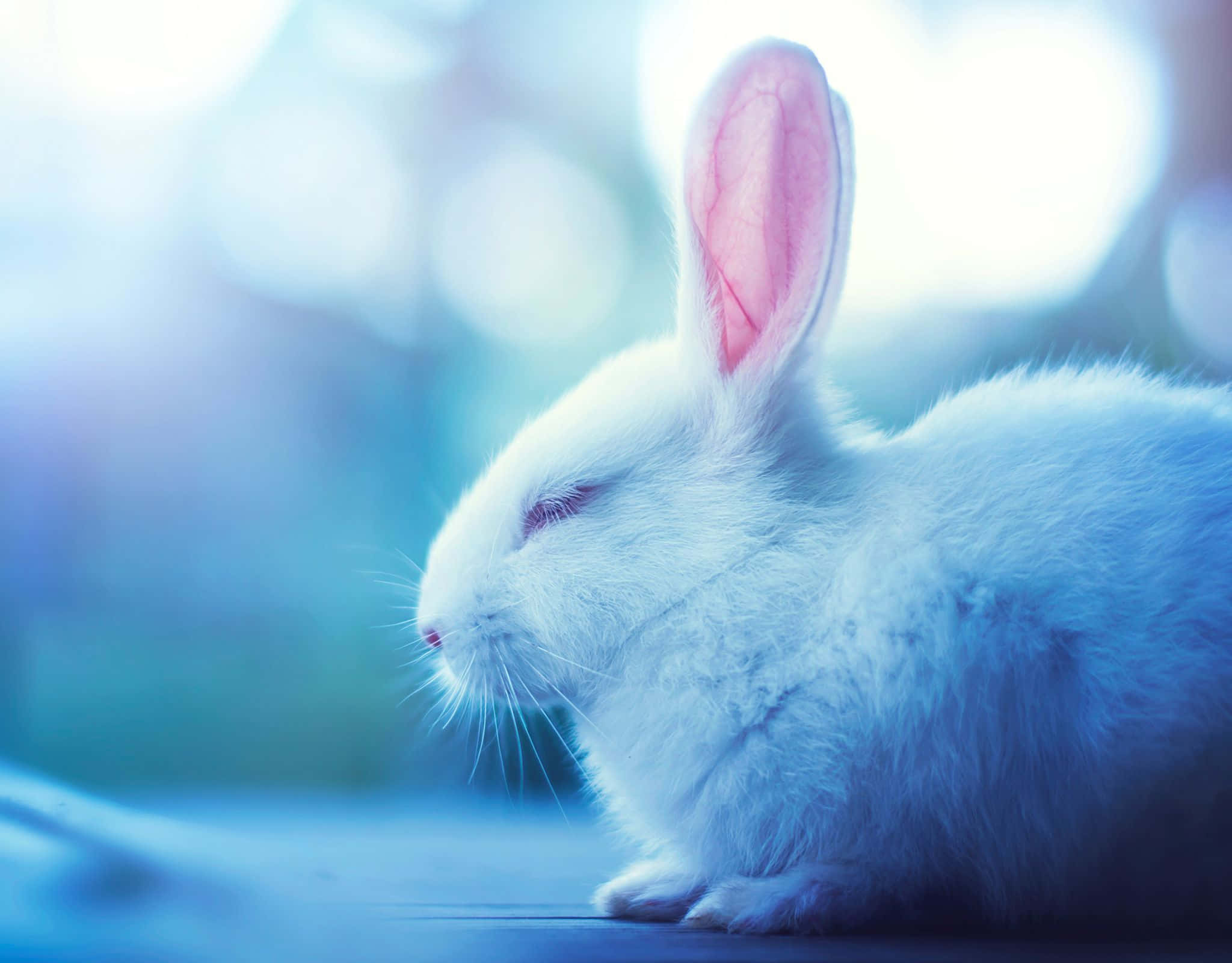 white rabbit, pink inner ears, soft blue light, Full HD Desktop Wallpaper