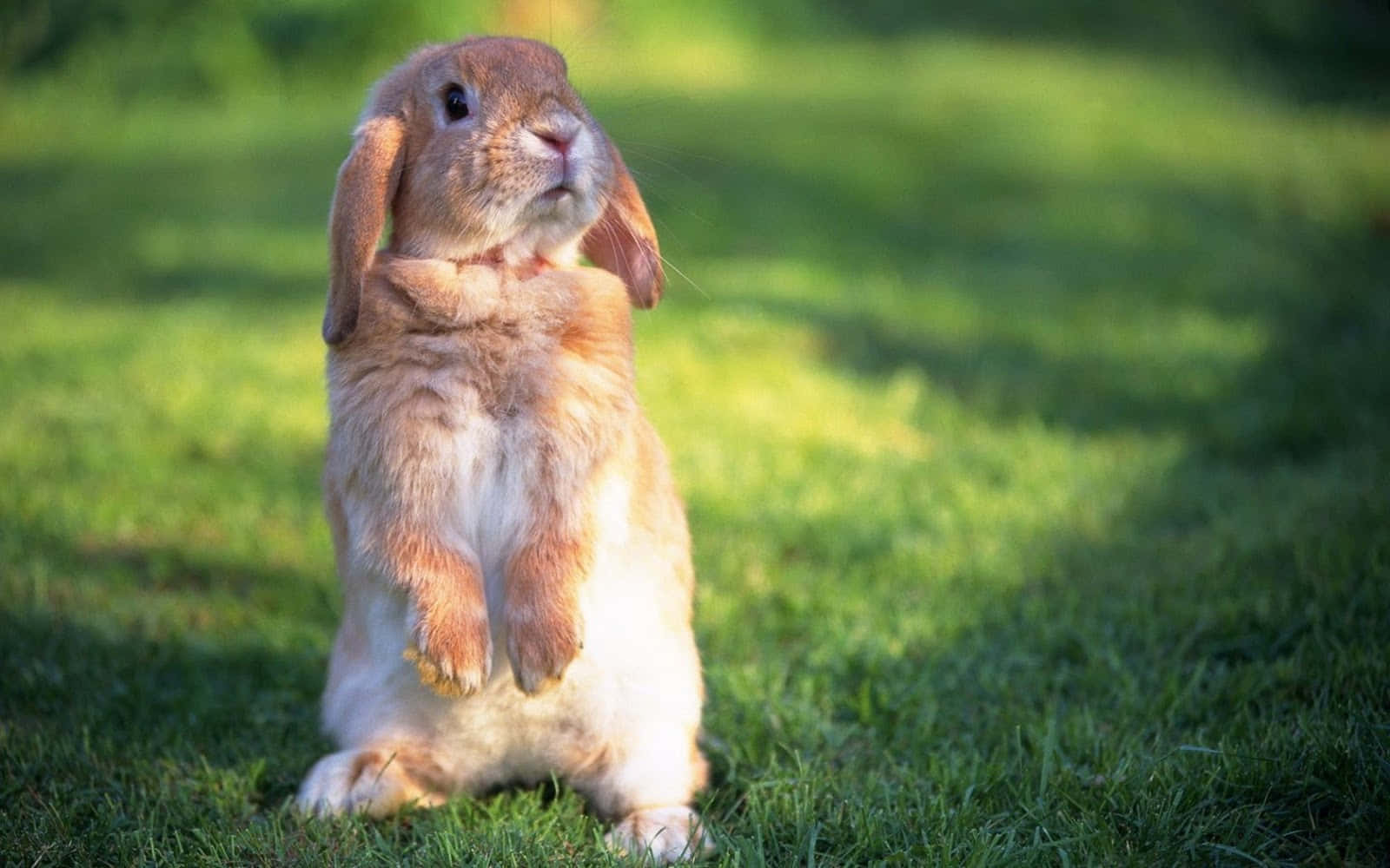 cute bunny rabbits, fluffy brown rabbit, grass, HD Desktop Wallpaper