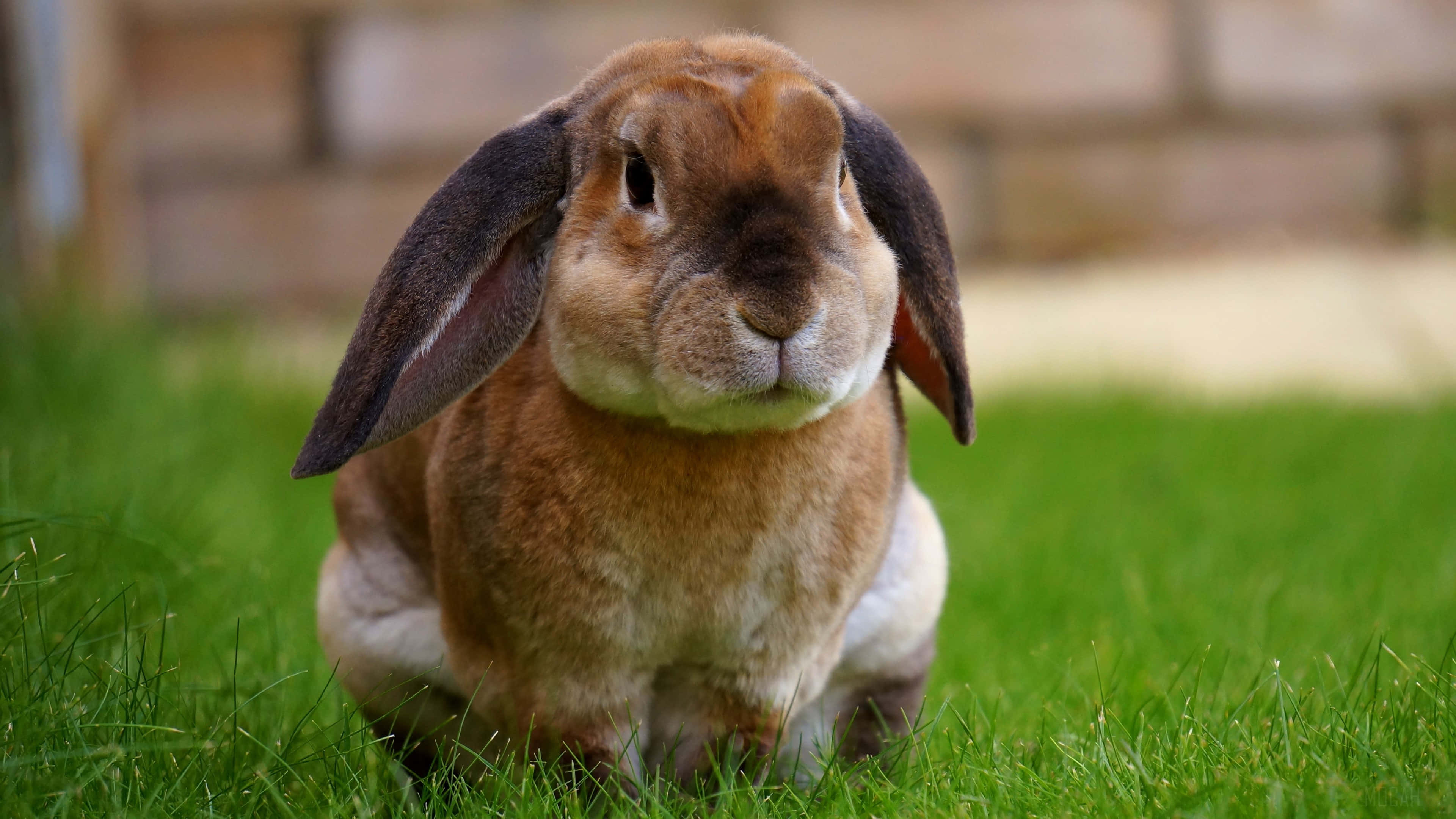cute bunny rabbits, fluffy brown and white lop-eared rabbit, vibrant green grass, 4K Desktop Wallpaper