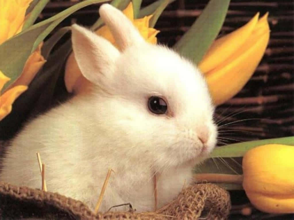 cute bunny rabbits, fluffy white rabbit, bright yellow tulips, SD Desktop Wallpaper