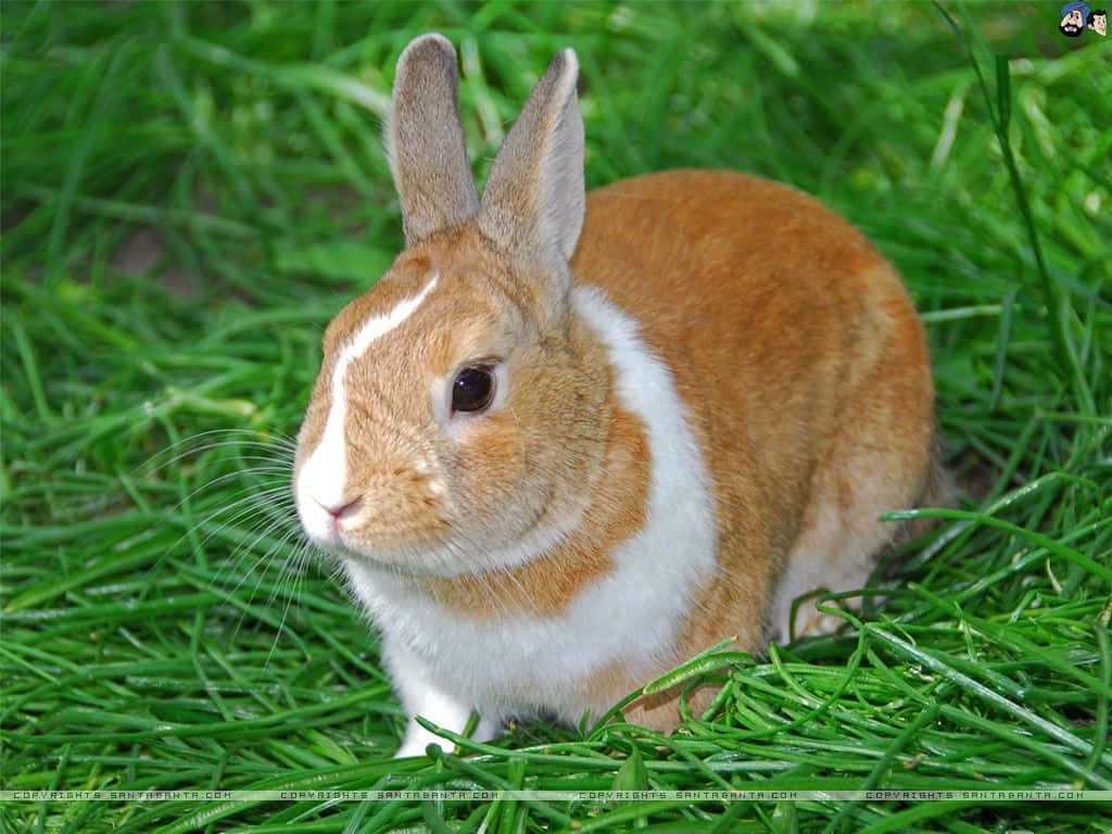 cute bunny rabbits, fluffy brown and white rabbit, vibrant green grass, SD Desktop Wallpaper
