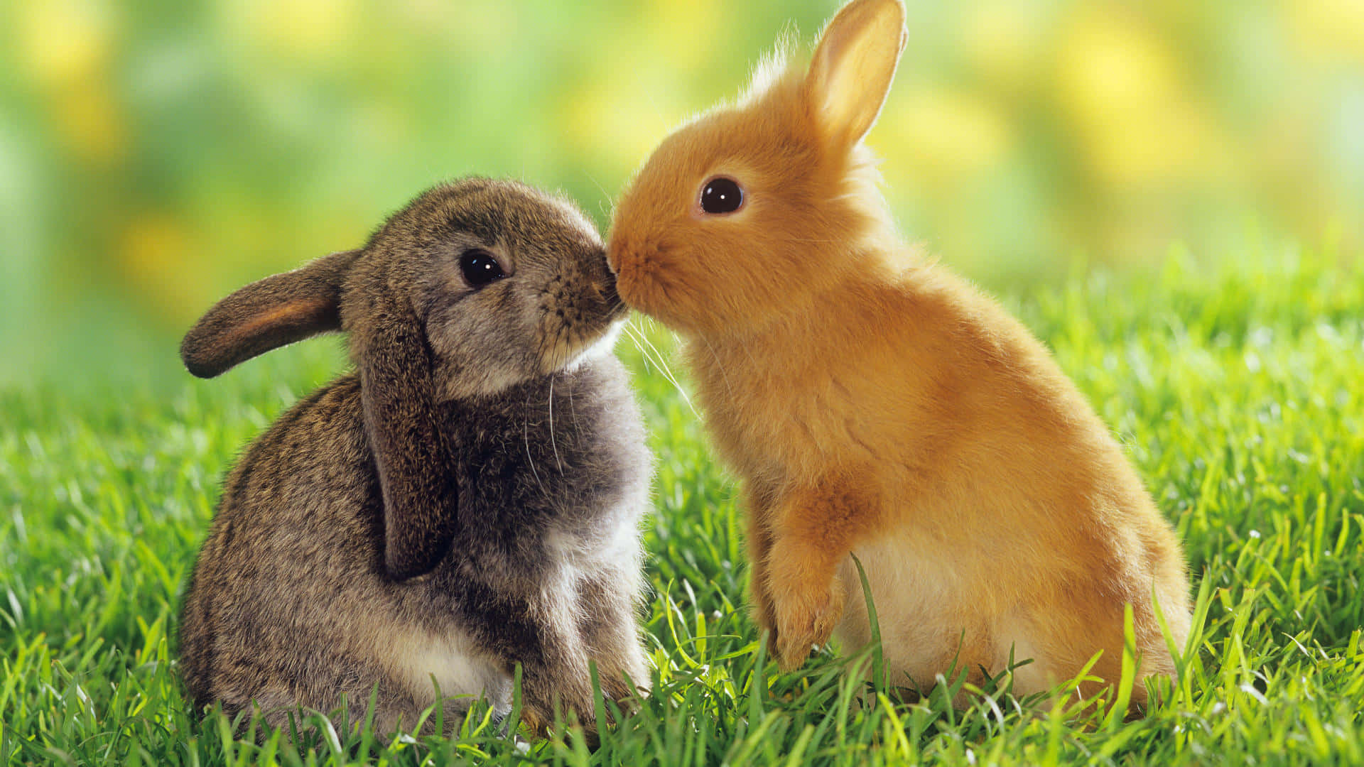 cute bunny rabbits, gray rabbit, orange rabbit, Full HD Desktop Wallpaper