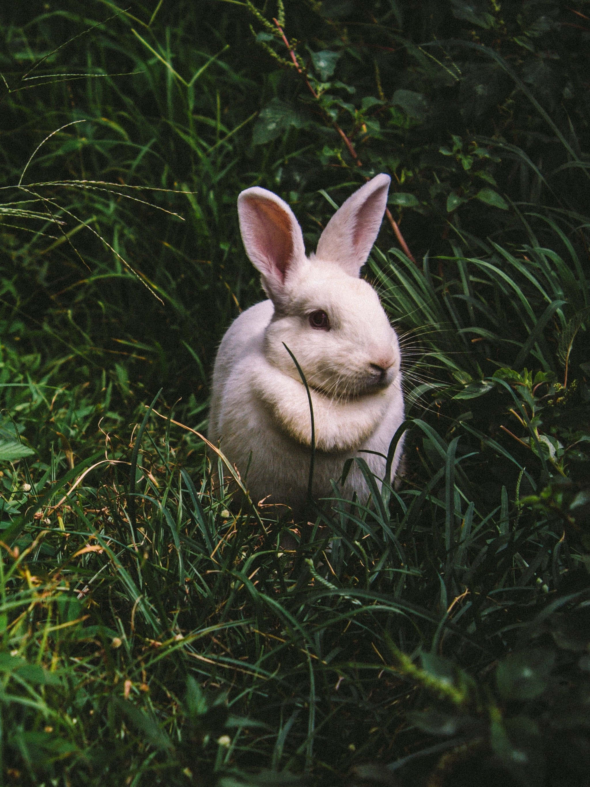 cute bunny rabbits, white rabbit, pink inner ears, 2K Phone Wallpaper