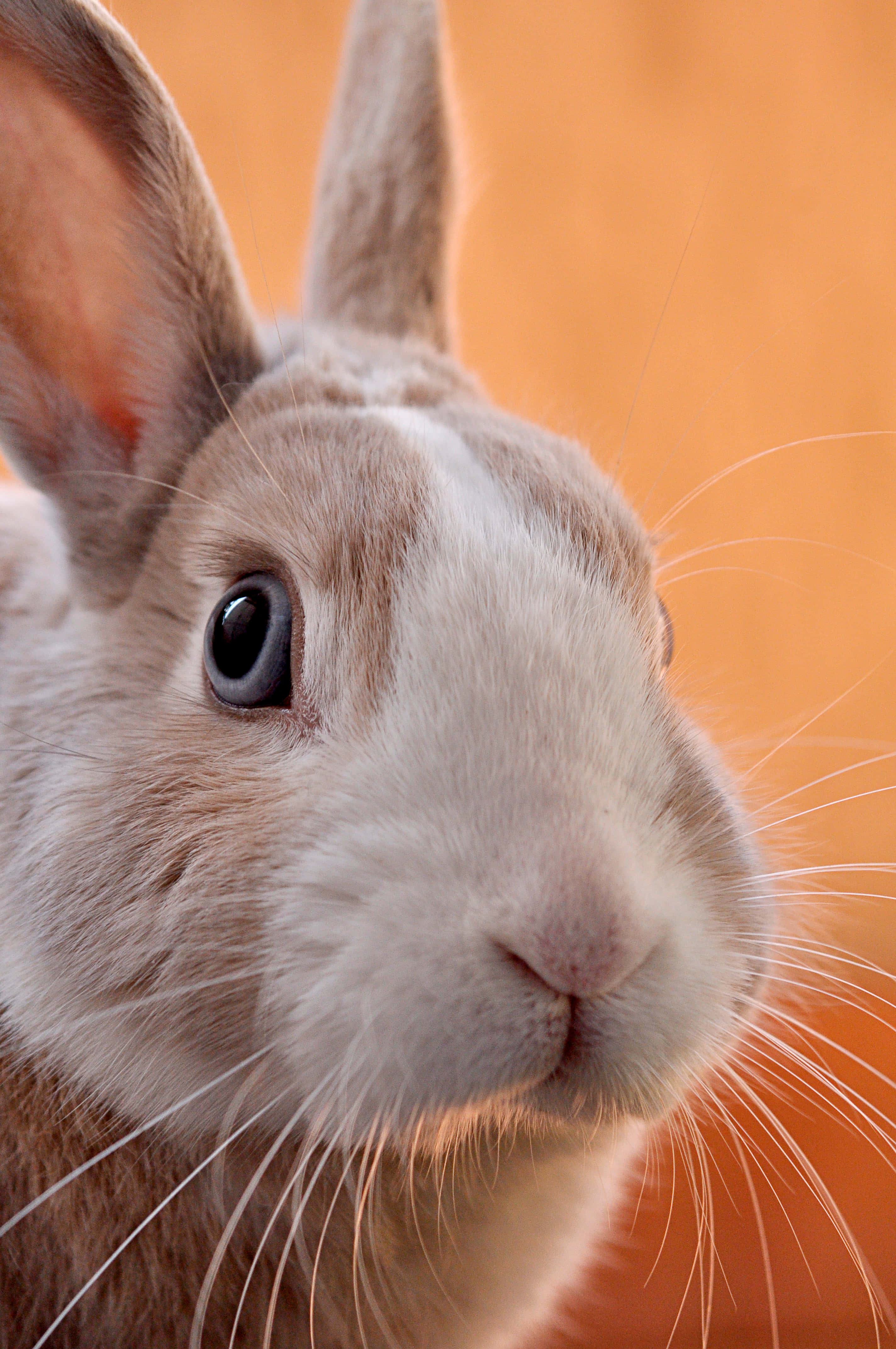 fluffy brown and white rabbit, big dark eyes, warm orange background, 4K Phone Wallpaper
