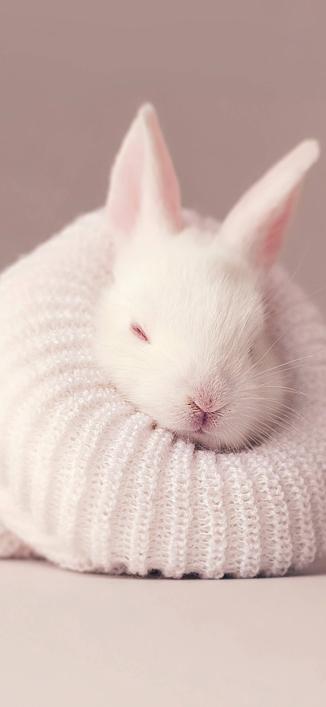cute sleeping baby bunny, white rabbit, pink inner ears, Full HD Phone Wallpaper