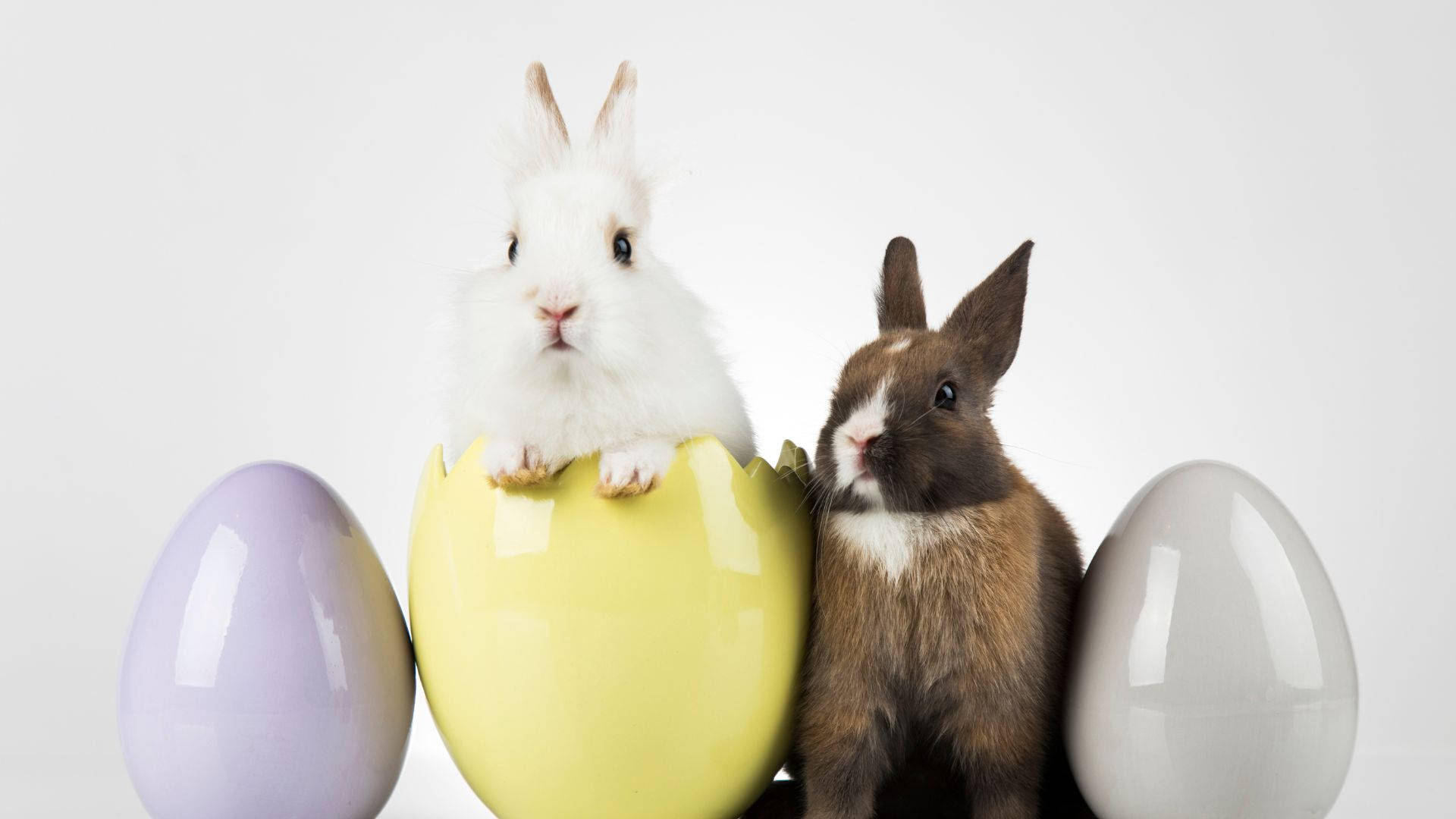 Adorable Easter Baby Bunnies, white bunny, yellow egg, Full HD Desktop Wallpaper