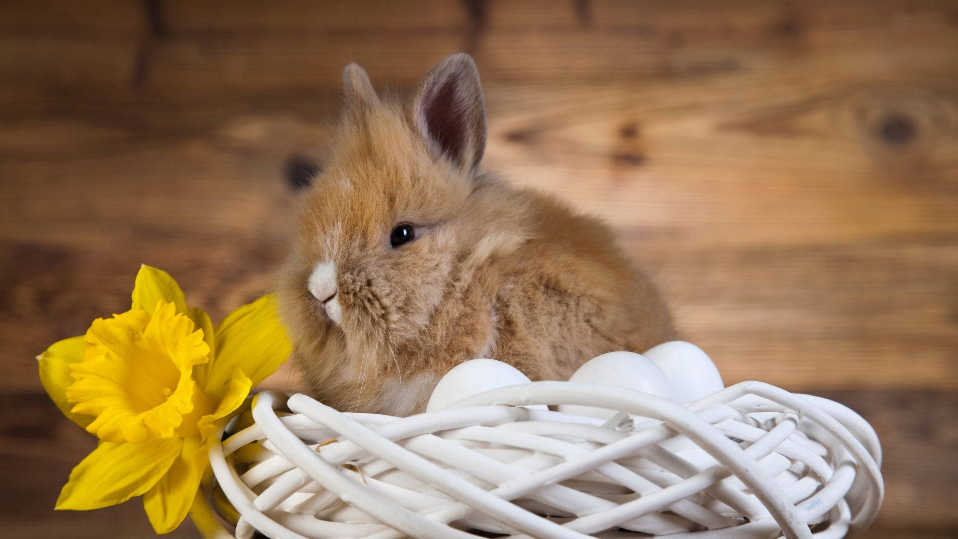 fluffy brown bunny, white woven basket, eggs, Full HD Desktop Wallpaper