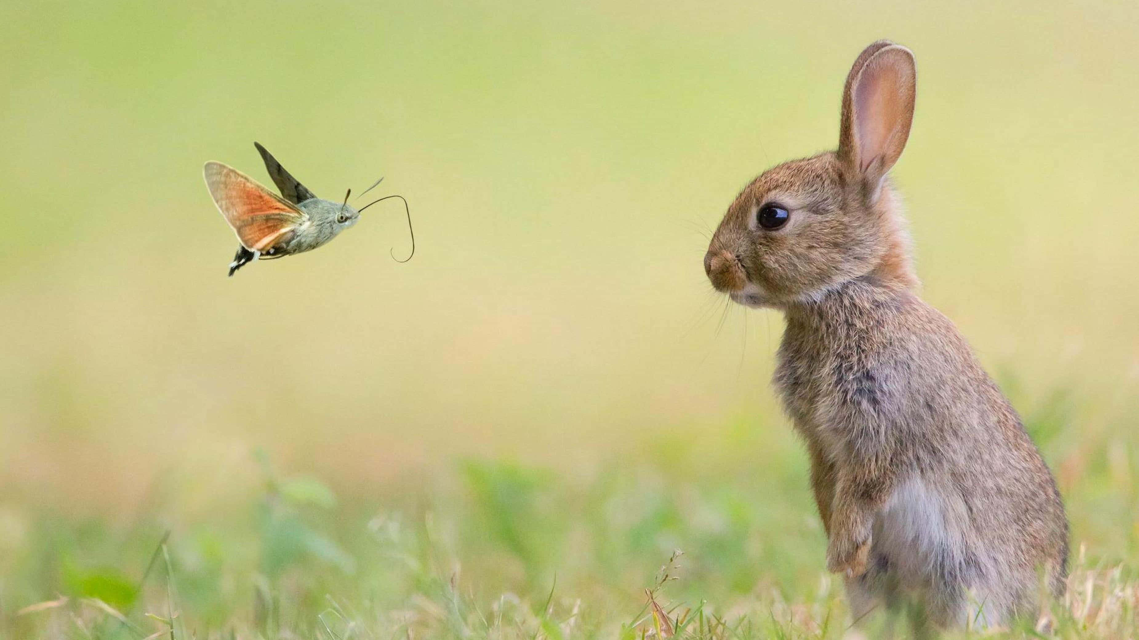 cute bunny rabbits, brown rabbit, sunlit meadow, 2K Desktop Wallpaper