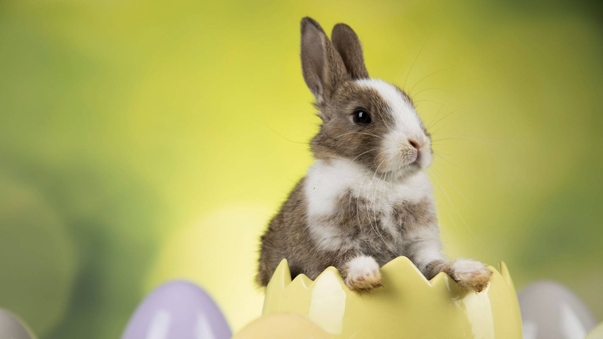 Cute Easter Baby Bunny, brown and white bunny, cracked yellow Easter egg, Full HD Desktop Wallpaper