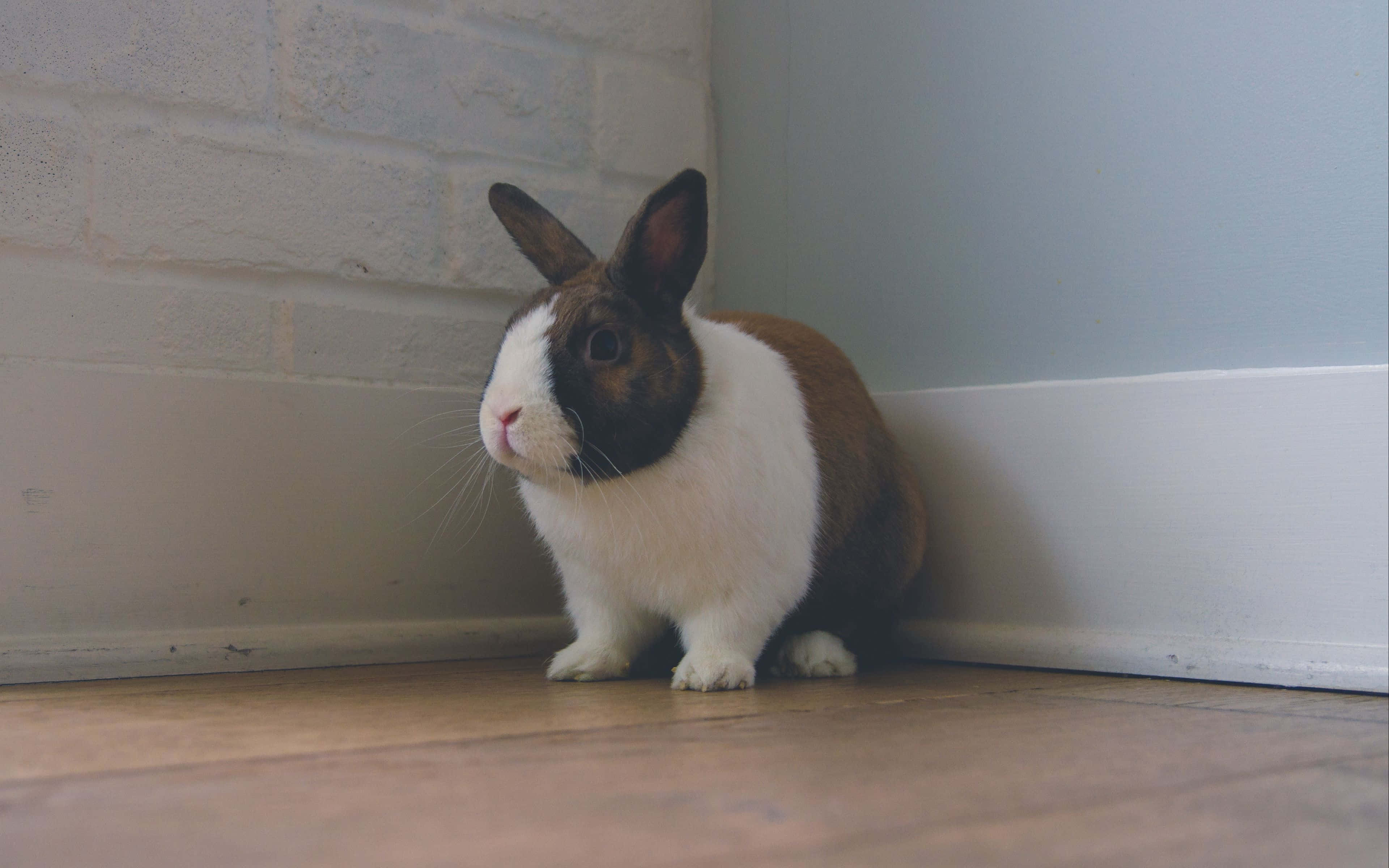 cute bunny rabbits, brown and white rabbit, white brick wall, 4K Desktop Wallpaper