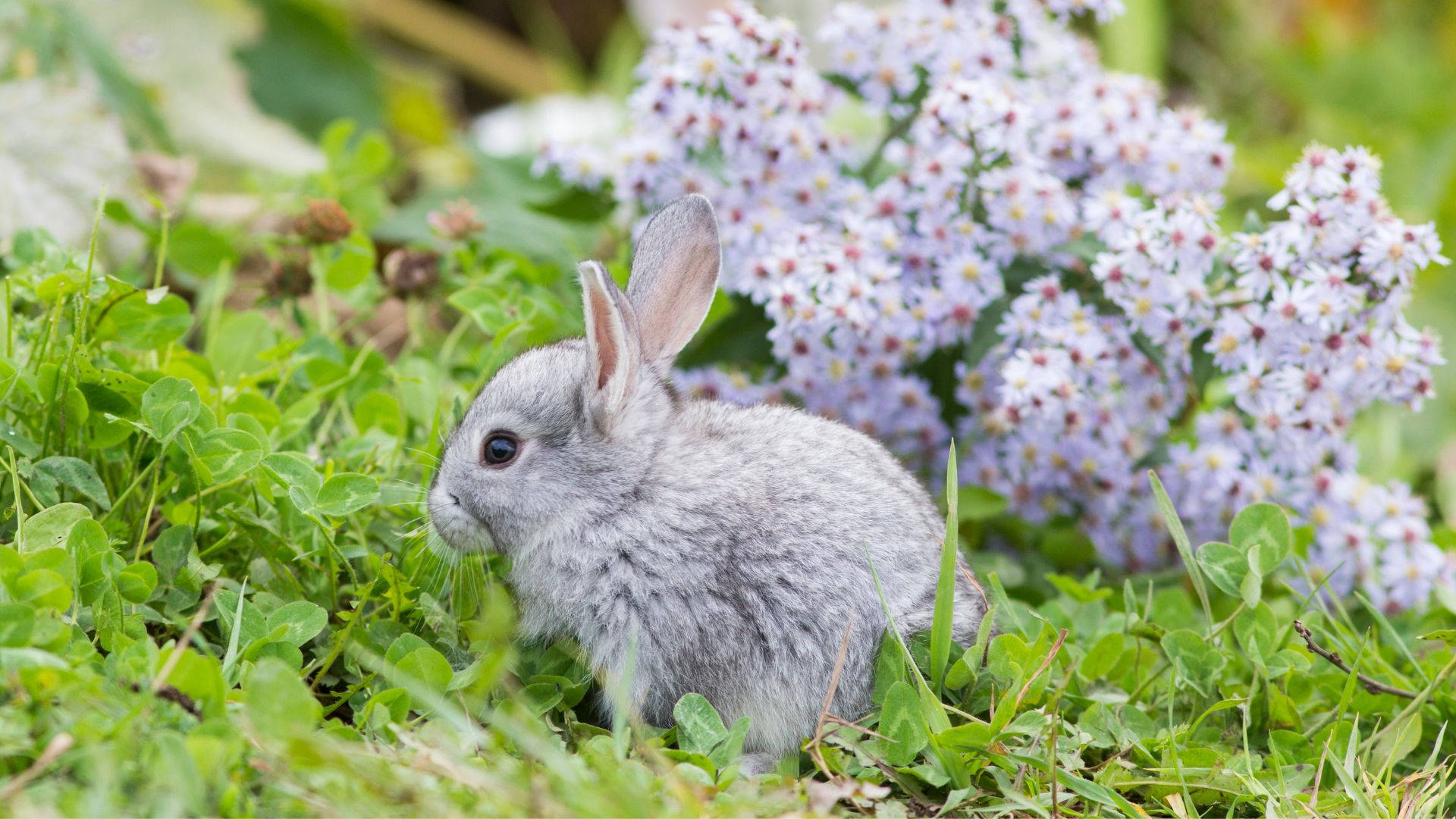 tiny gray baby bunny, fluffy gray rabbit, vibrant green grass, Full HD Desktop Wallpaper