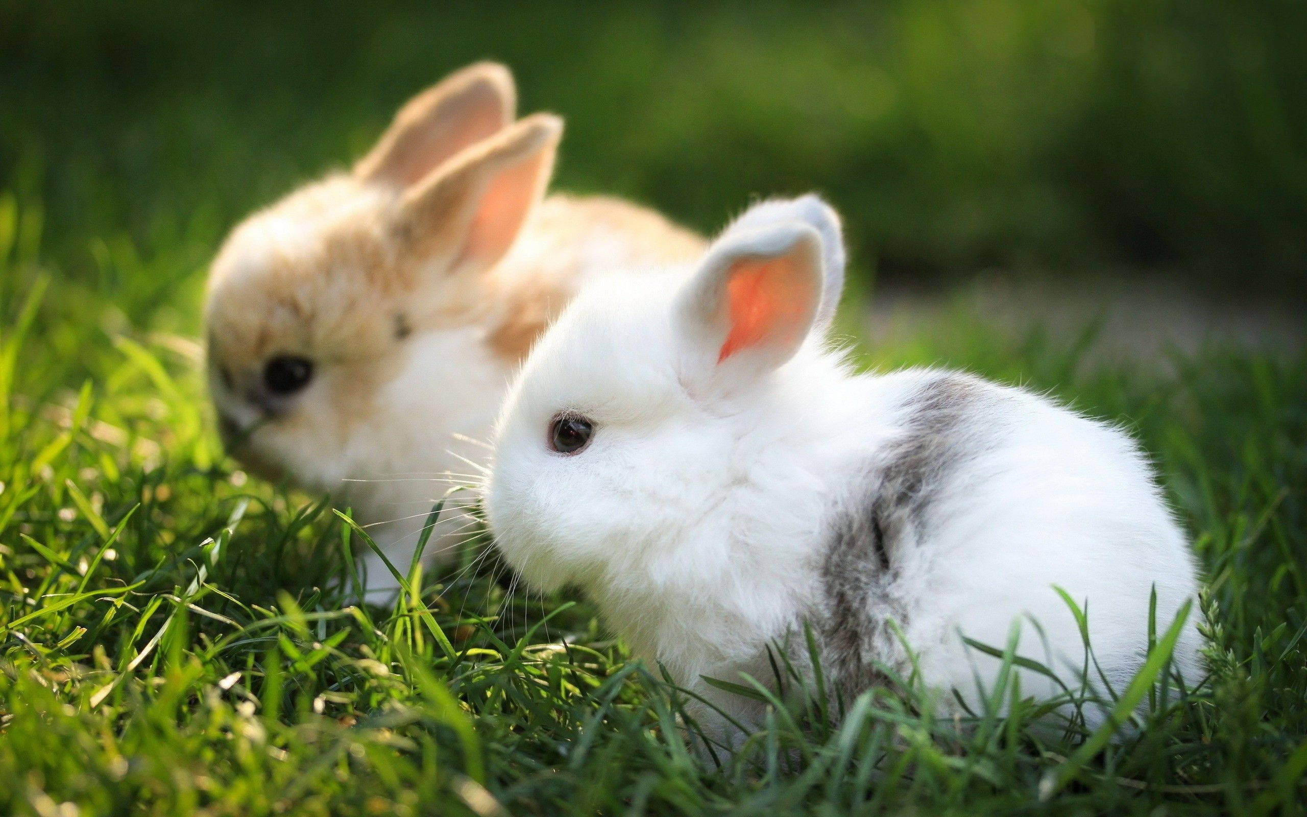 fluffy little baby bunnies, white with gray patch, cream, 2K Desktop Wallpaper
