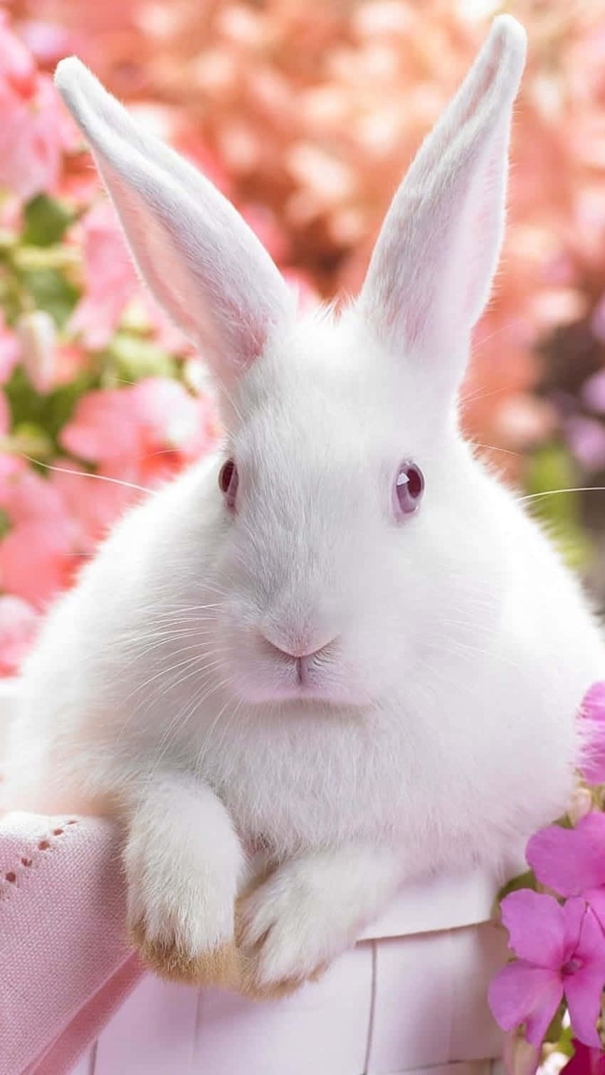 cute bunny rabbits, fluffy white rabbit, pink eyes, HD Phone Wallpaper