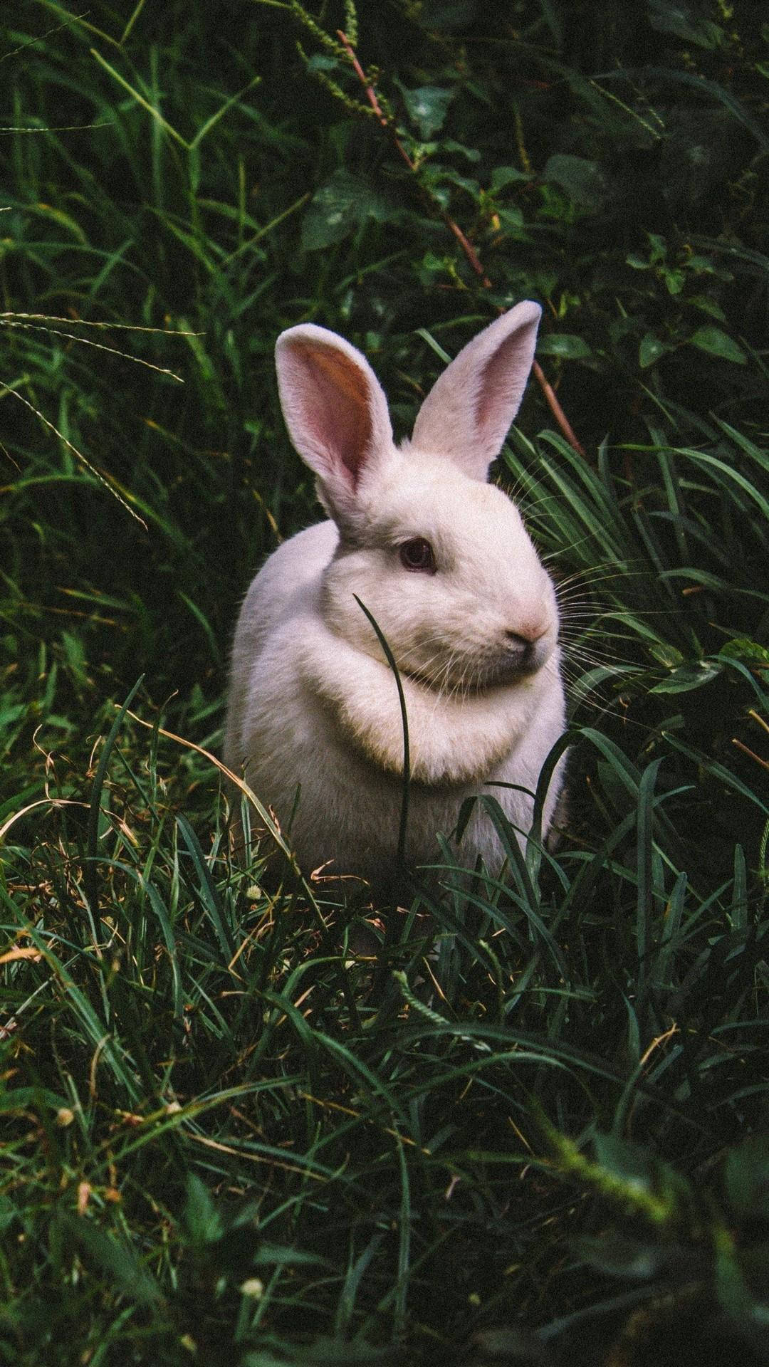 Lone Pink Baby Bunny, white rabbit, pink inner ears, Full HD Phone Wallpaper