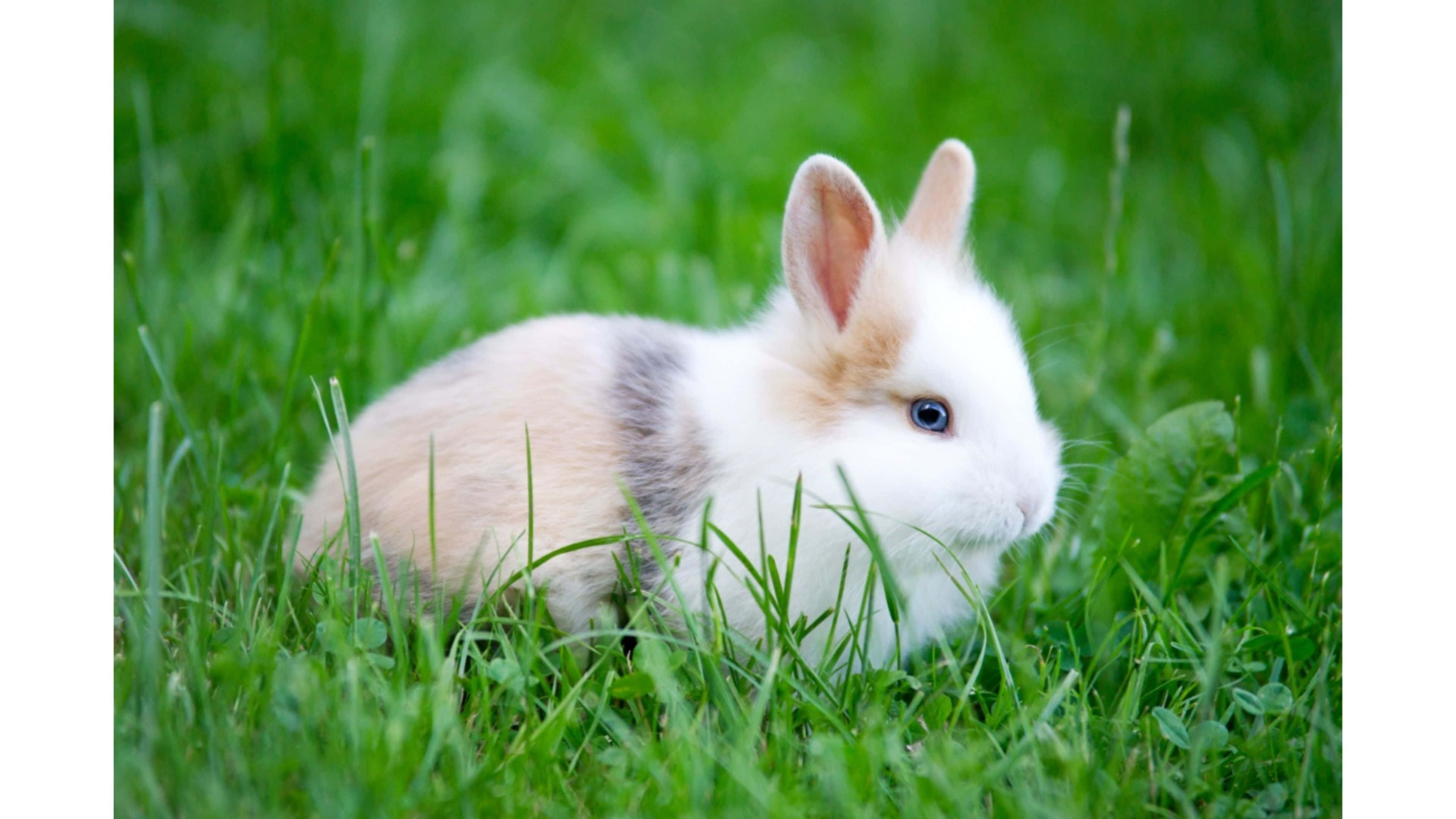 cute bunny rabbits, fluffy white and beige rabbit, striking blue eyes, 4K Desktop Wallpaper