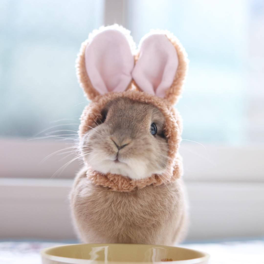 baby bunny, fuzzy bunny ear hat, fluffy brown rabbit, SD Desktop Wallpaper