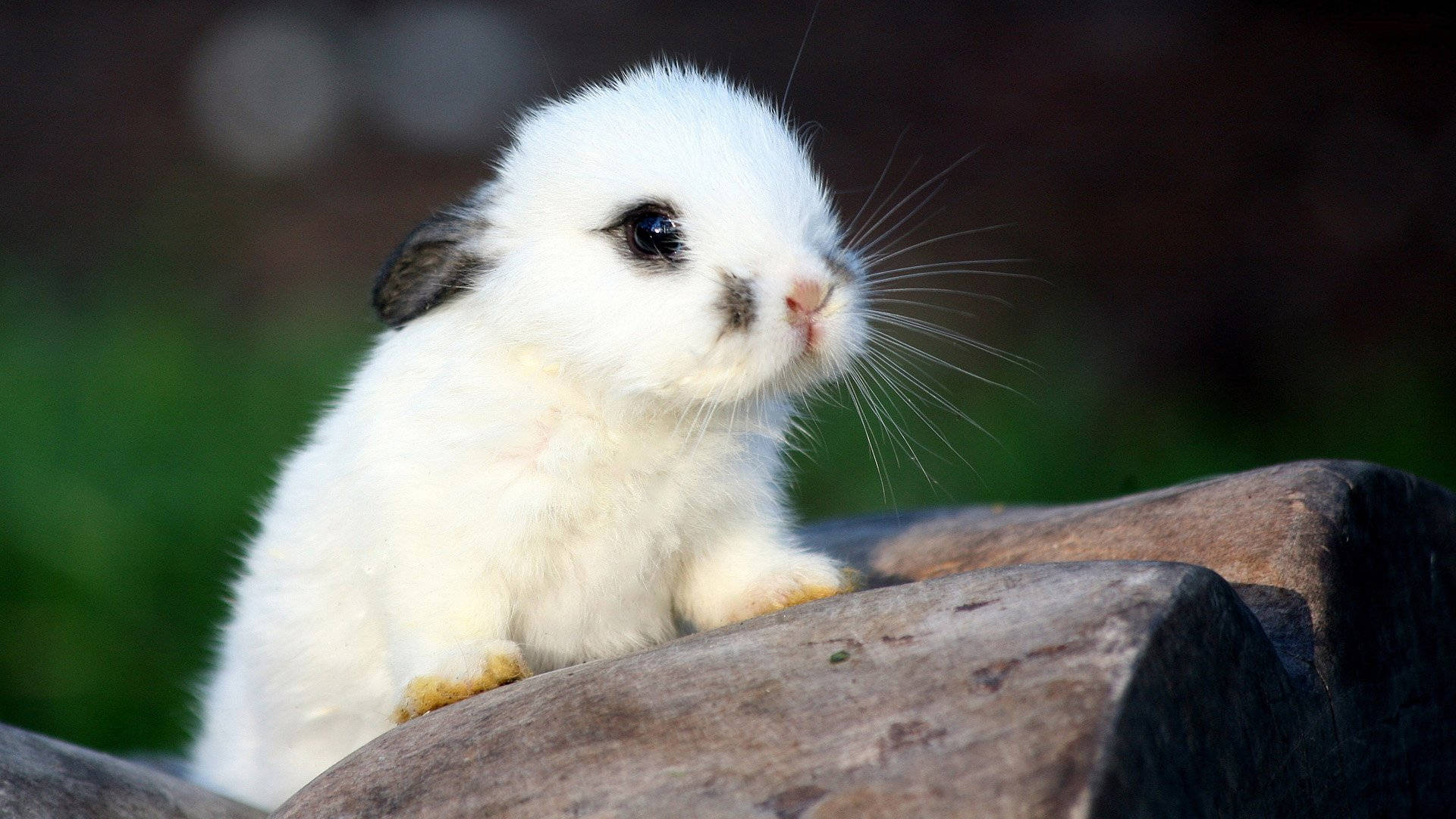 white baby bunny, little black ears, weathered wooden log, Full HD Desktop Wallpaper