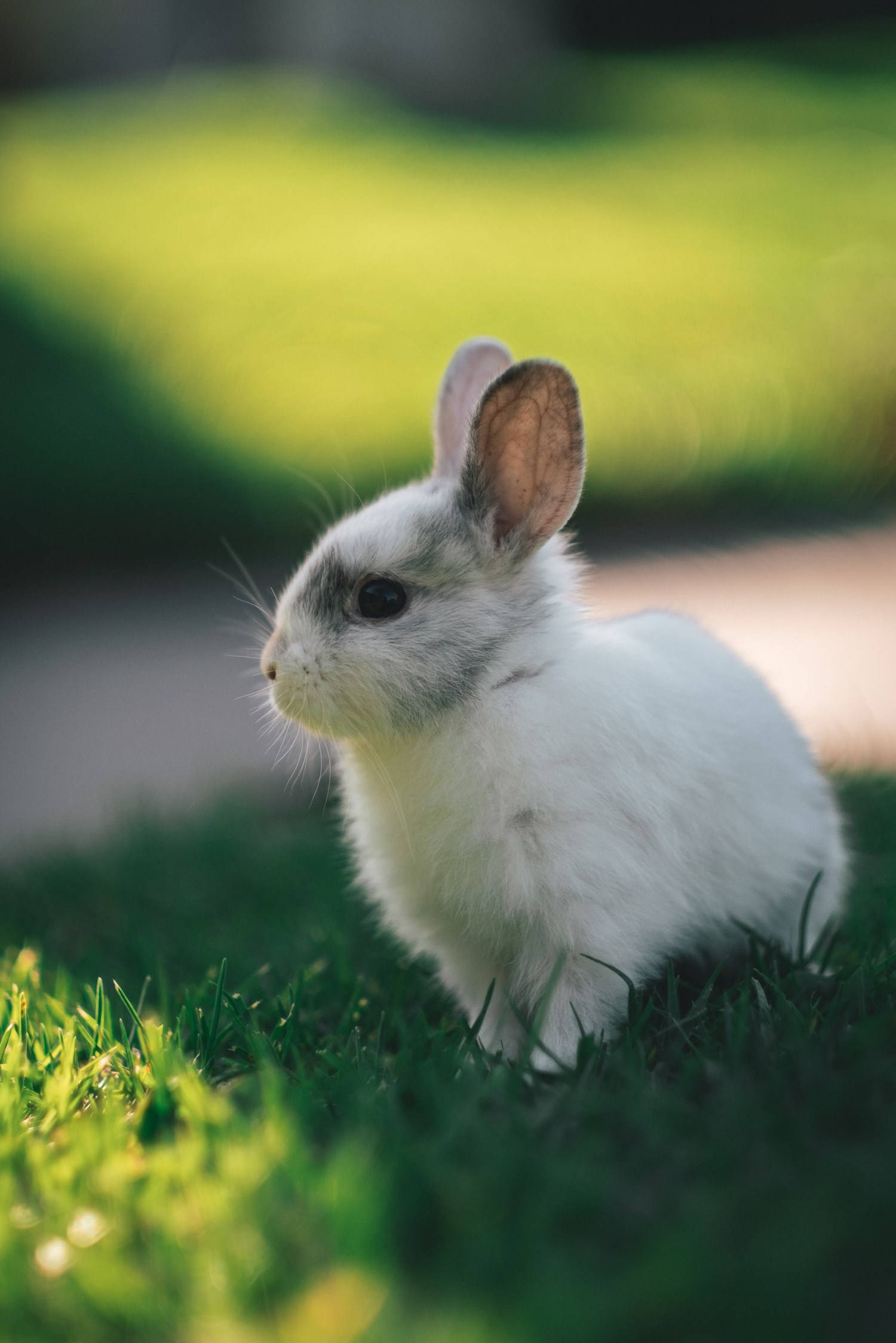 gray and white colored baby bunny, fluffy white rabbit, gray markings, Full HD Phone Wallpaper