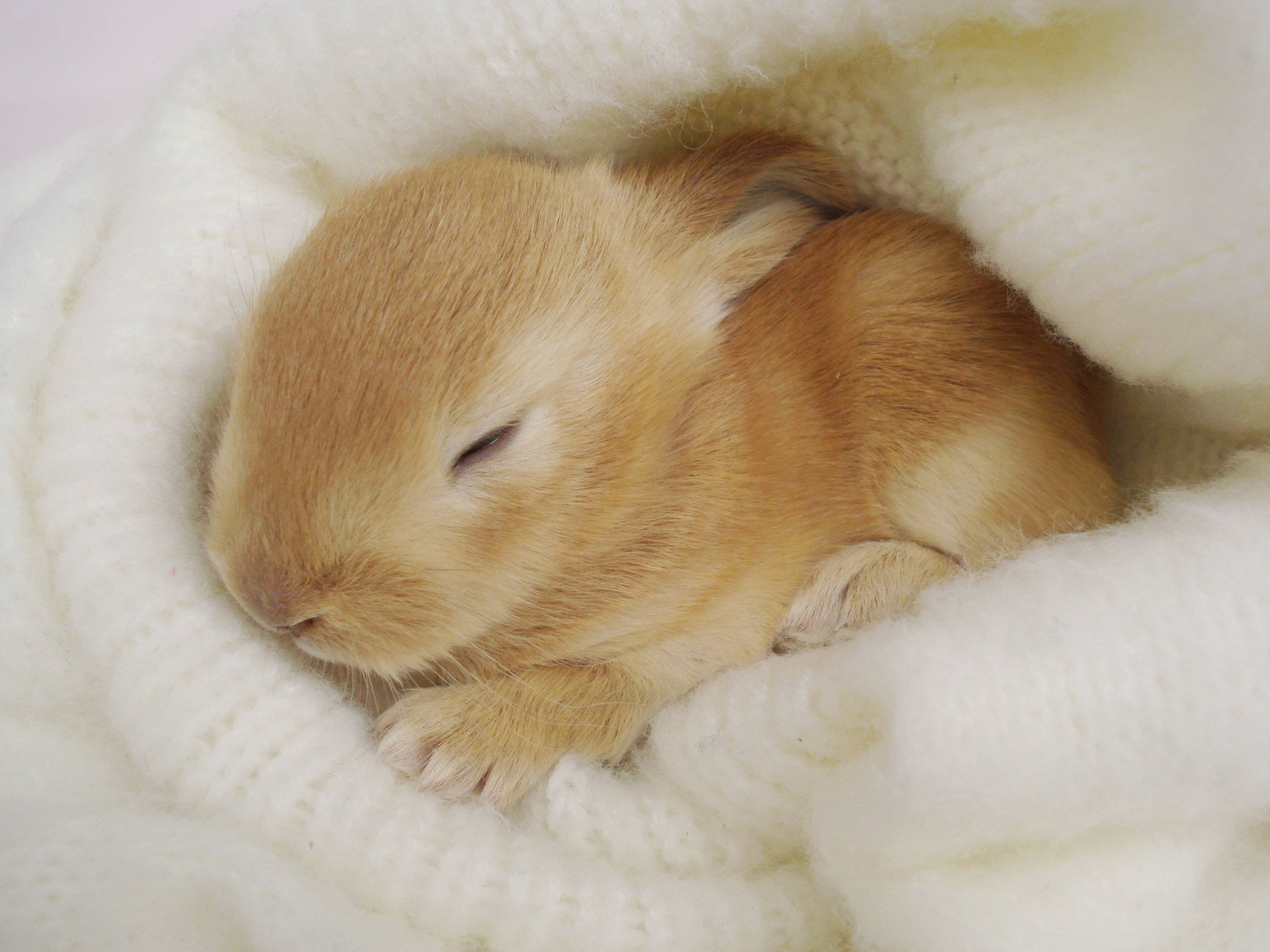 sleeping brown baby bunny, tan rabbit, soft white knitted blanket, 2K Desktop Wallpaper