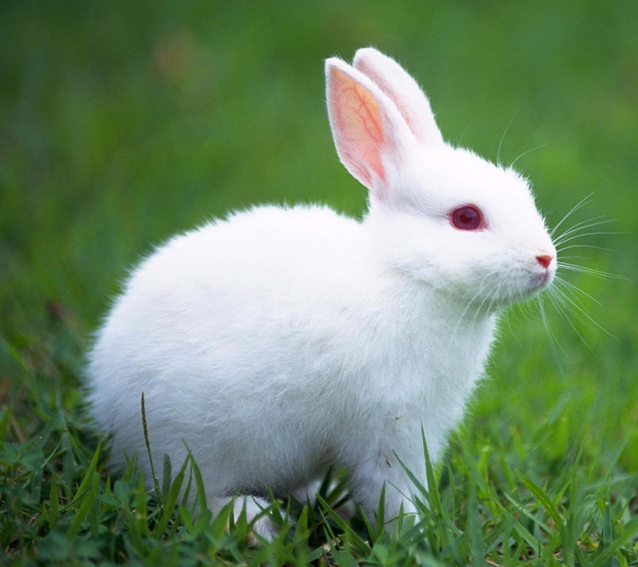 cute bunny rabbits, fluffy white rabbit, pink ears, Full HD Desktop Wallpaper