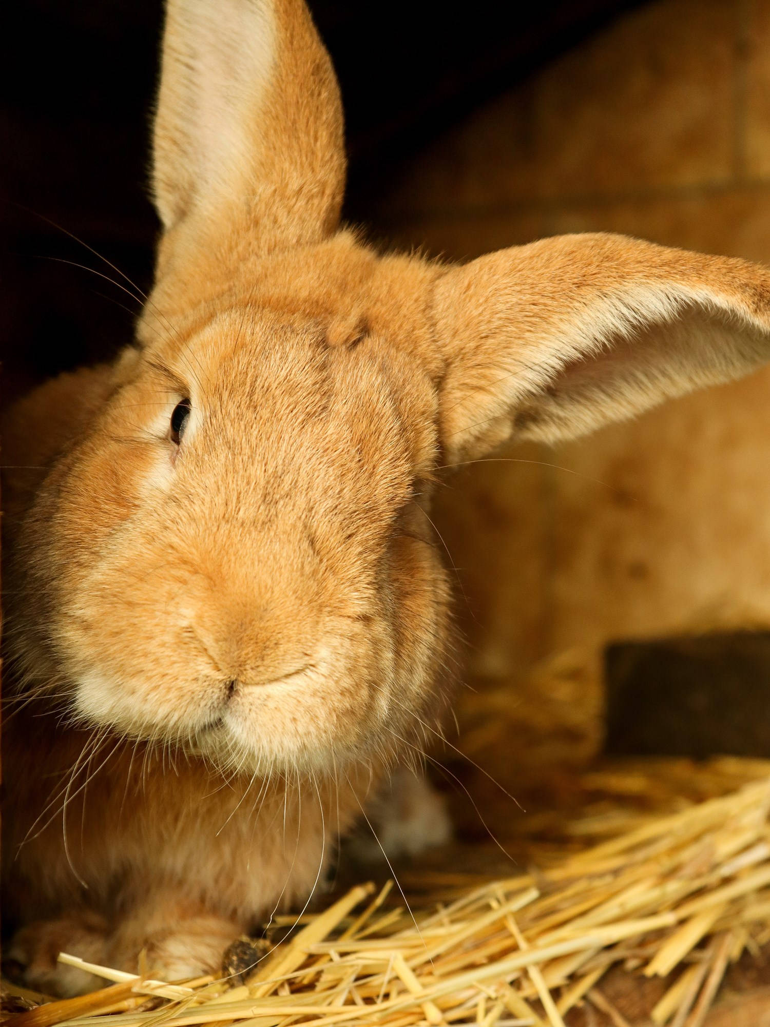 brown baby bunny, fluffy tan rabbit, long ears, Full HD Phone Wallpaper