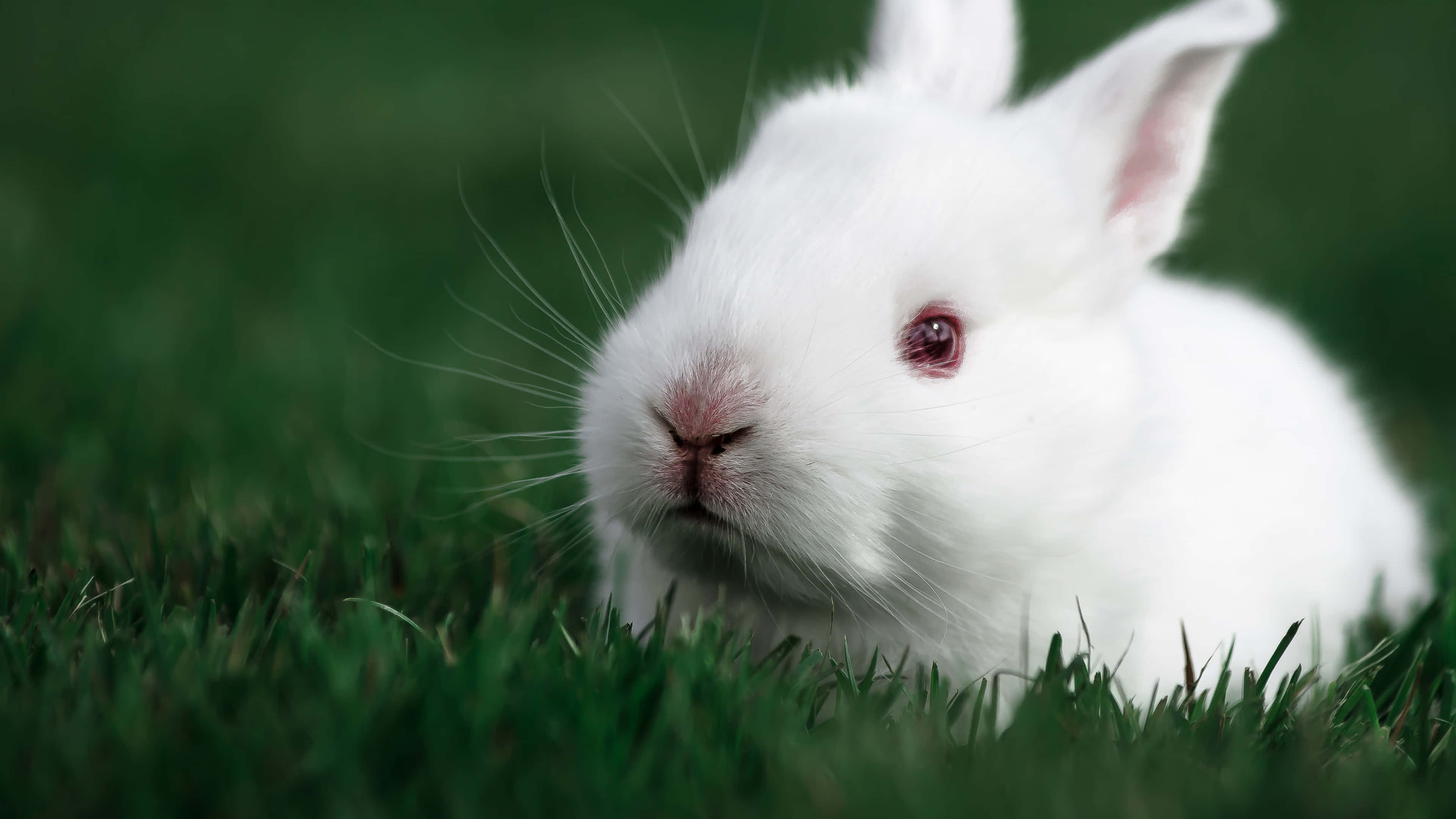 cute bunny rabbits, fluffy white rabbit, pink eyes, 4K Desktop Wallpaper