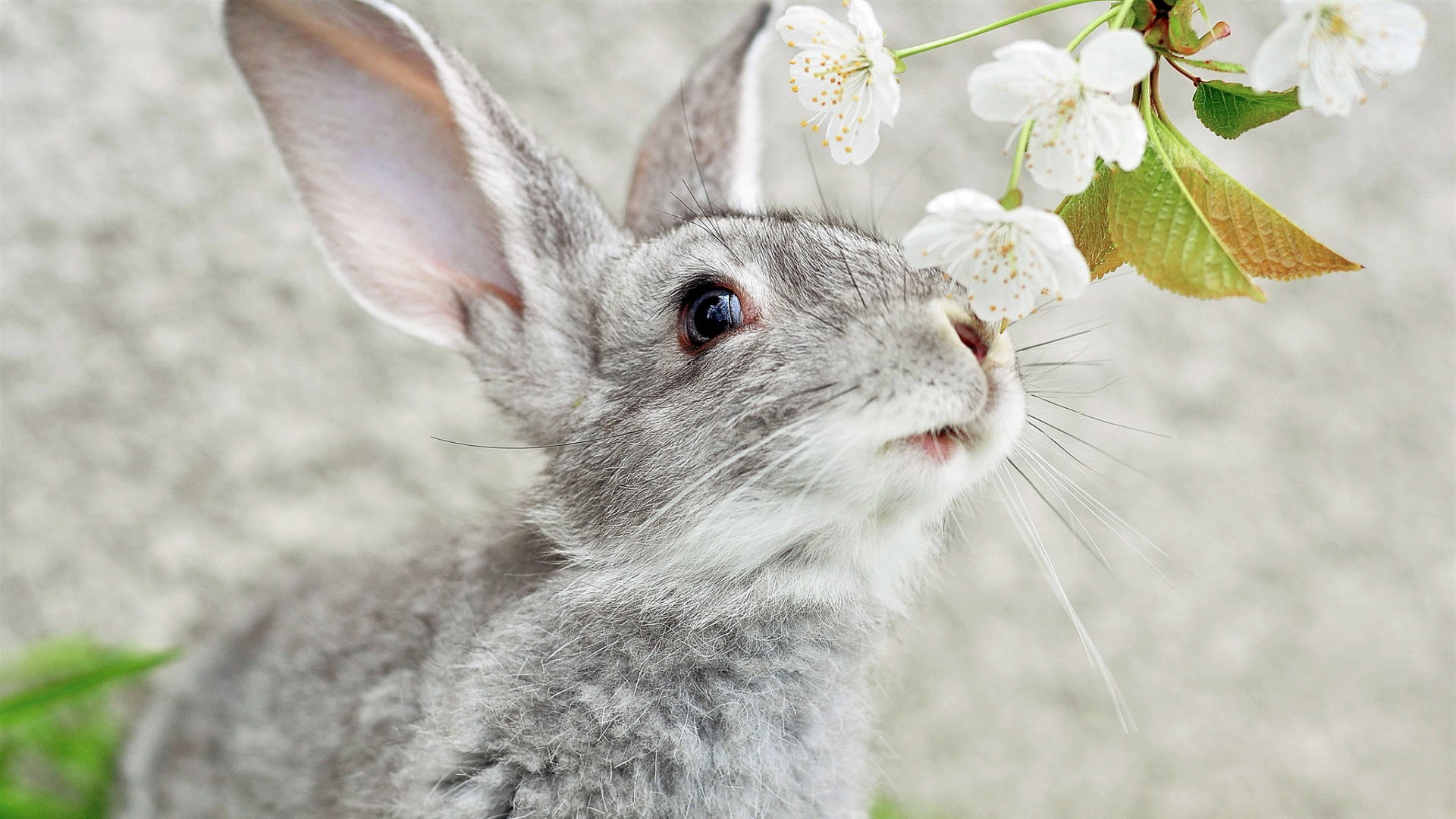 grey baby bunny, sniffing flower, delicate white blossoms, Full HD Desktop Wallpaper
