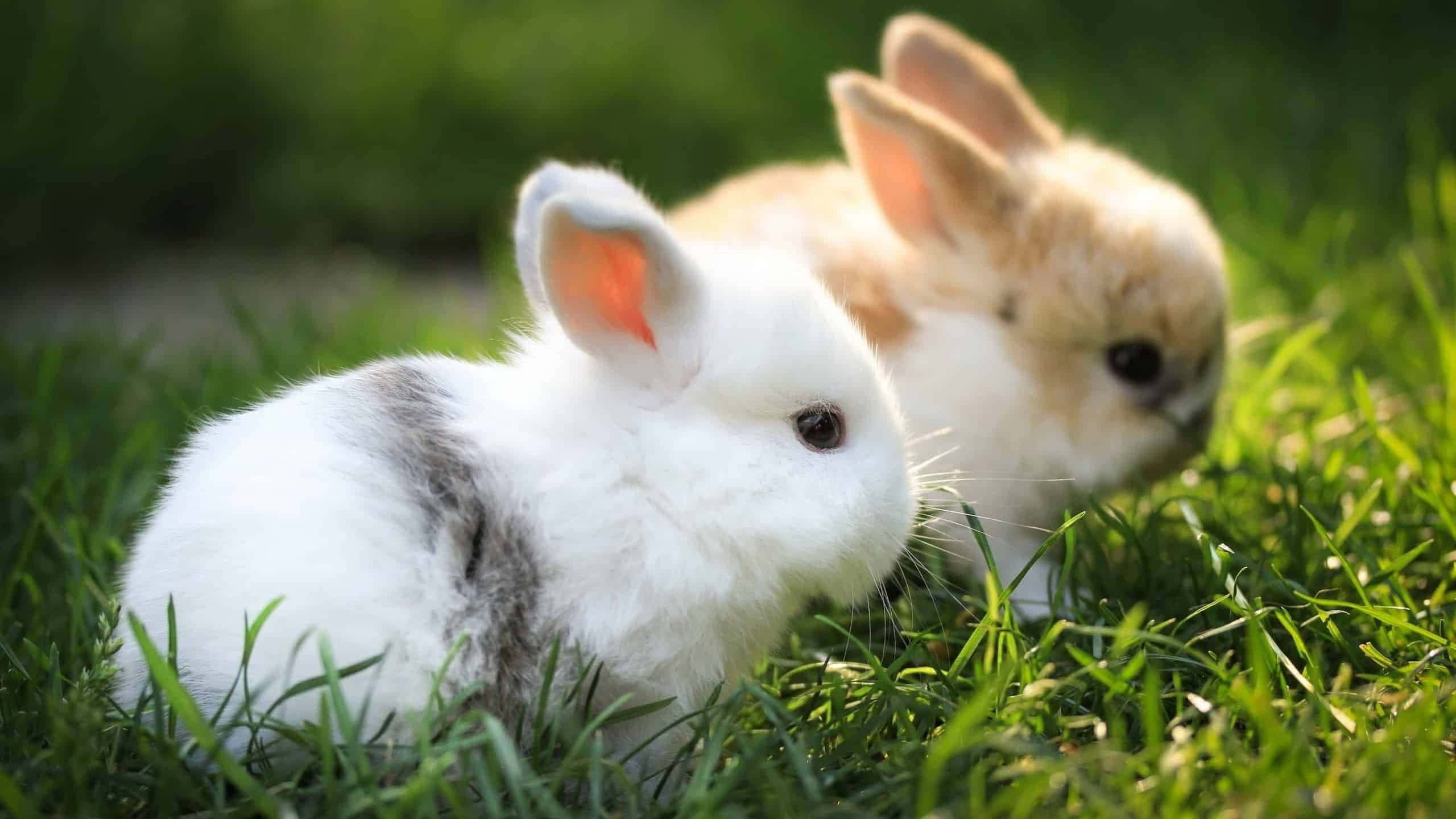 cute bunny rabbits, fluffy bunnies, white with gray patch, 2K Desktop Wallpaper