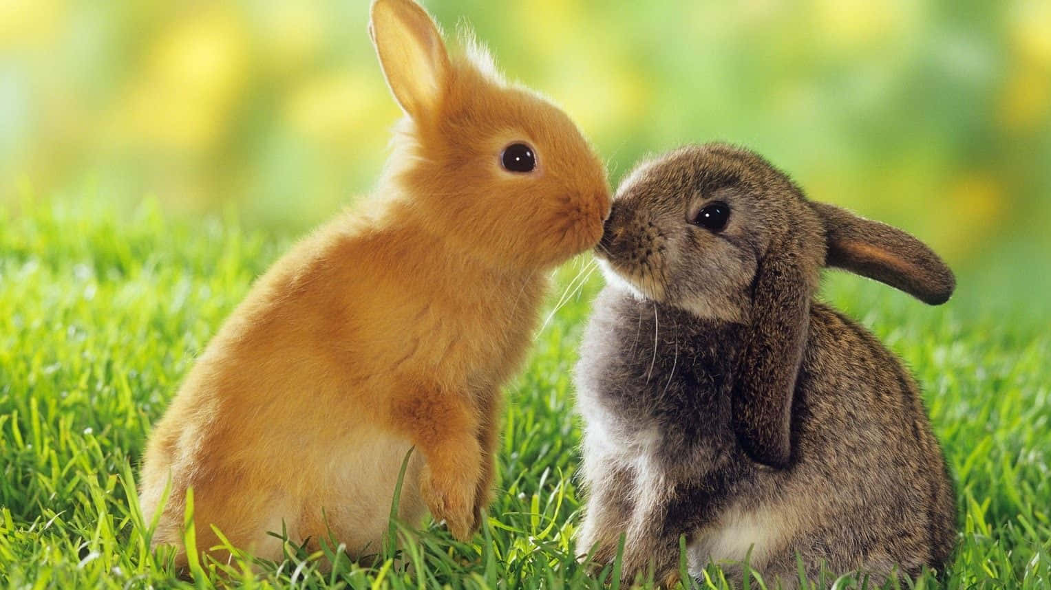 cute bunny rabbits, orange, gray, HD Desktop Wallpaper