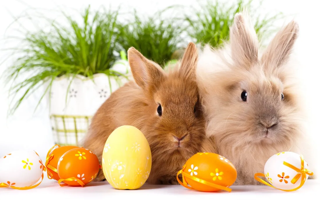 Cute Bunny