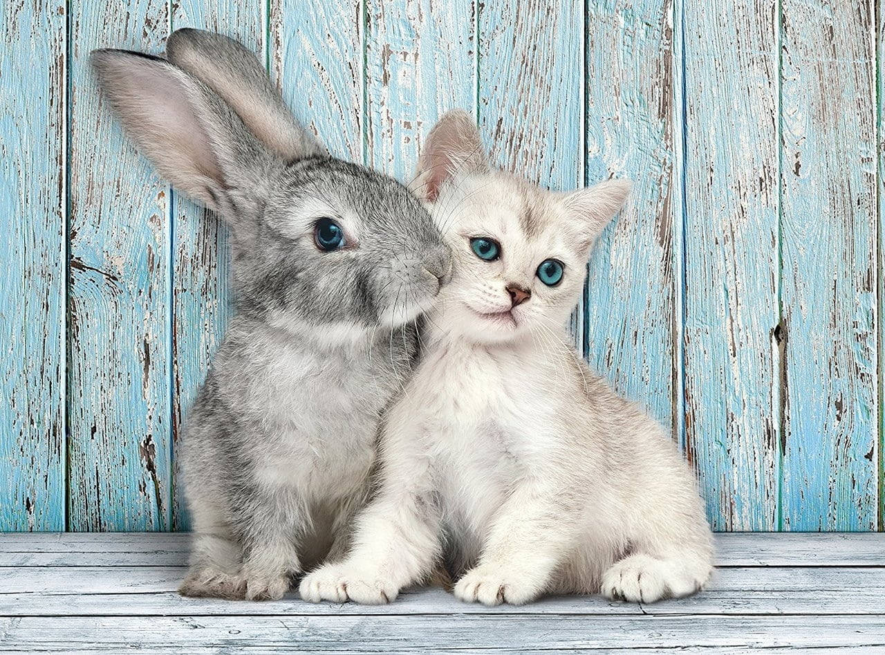gray rabbit, white kitten, striking blue eyes, HD Desktop Wallpaper