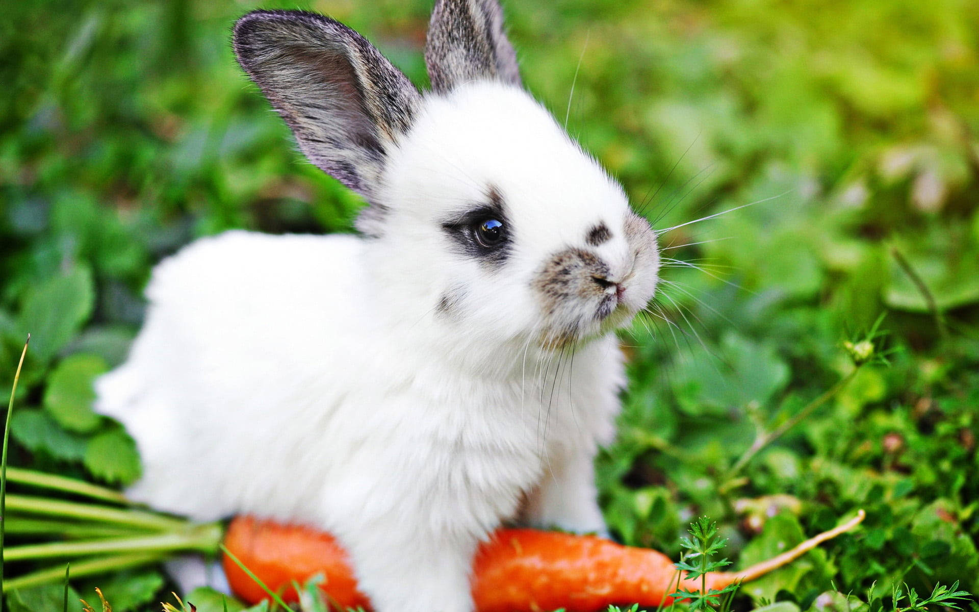 cute bunny, fluffy white rabbit, dark ears, Full HD Desktop Wallpaper