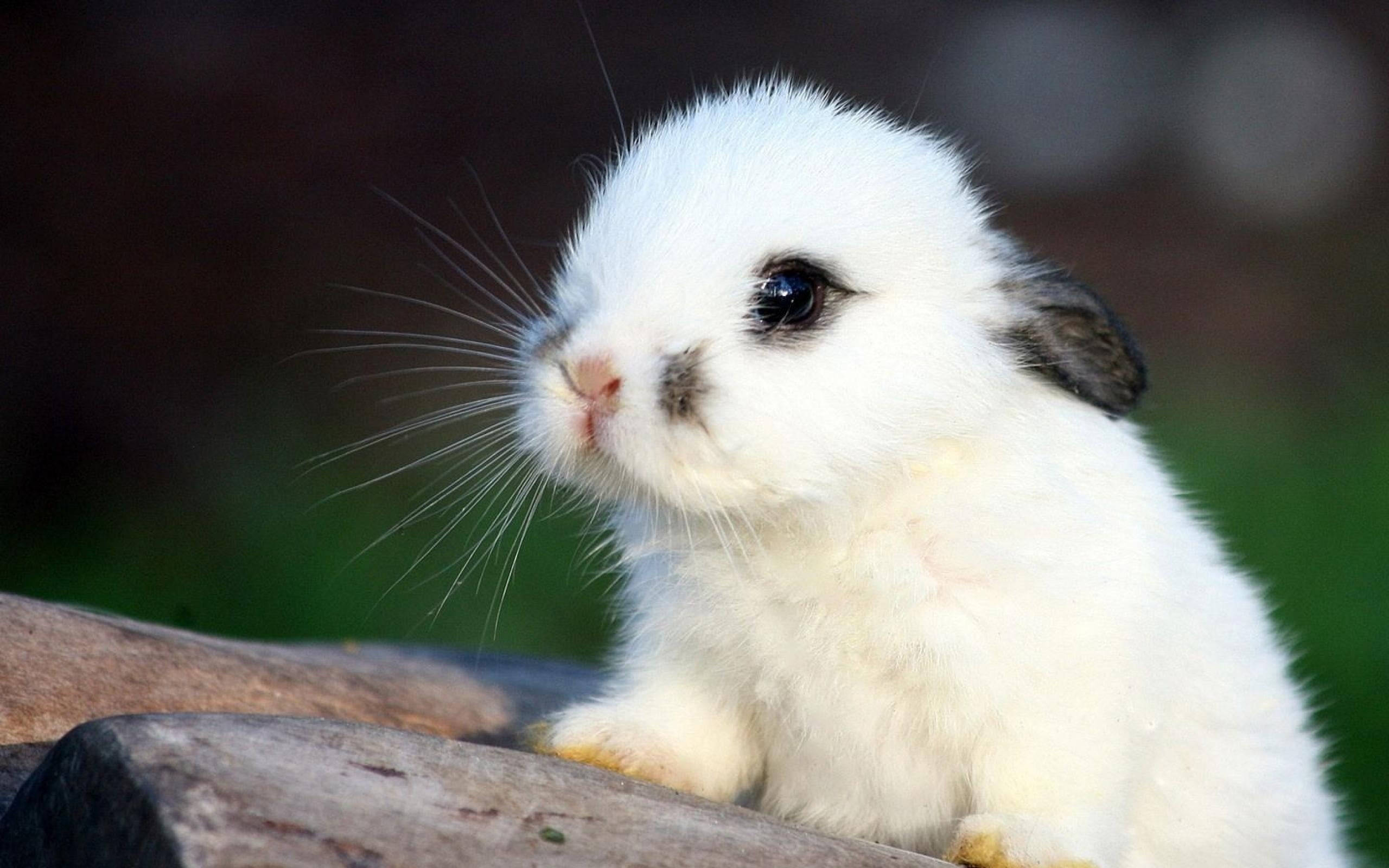 cute bunny, gray marks, fluffy white bunny, 2K Desktop Wallpaper
